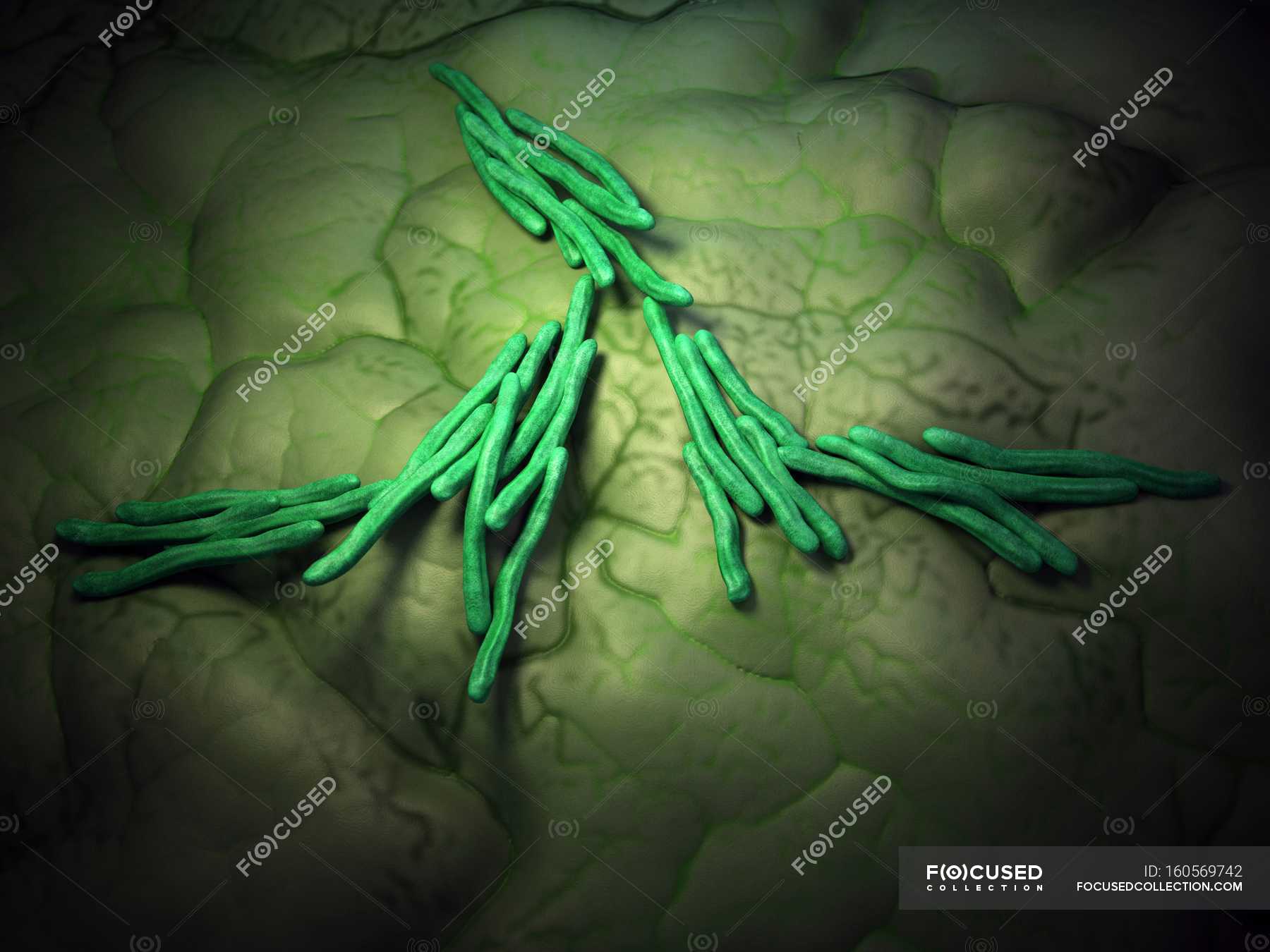 rod-shaped-bacterial-strands-artwork-bacillus-stock-photo-160569742