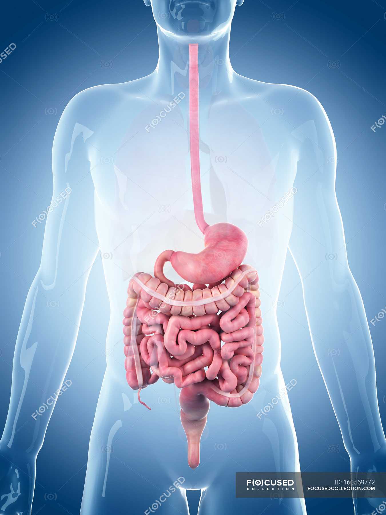 Normal Human Digestive System Biomedical Illustration Large Intestine Stock Photo