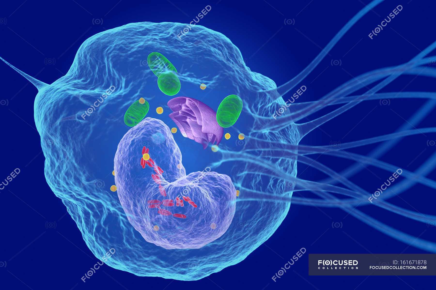 White Blood Cell Structure Phagocyte Medical Stock Photo 161671878