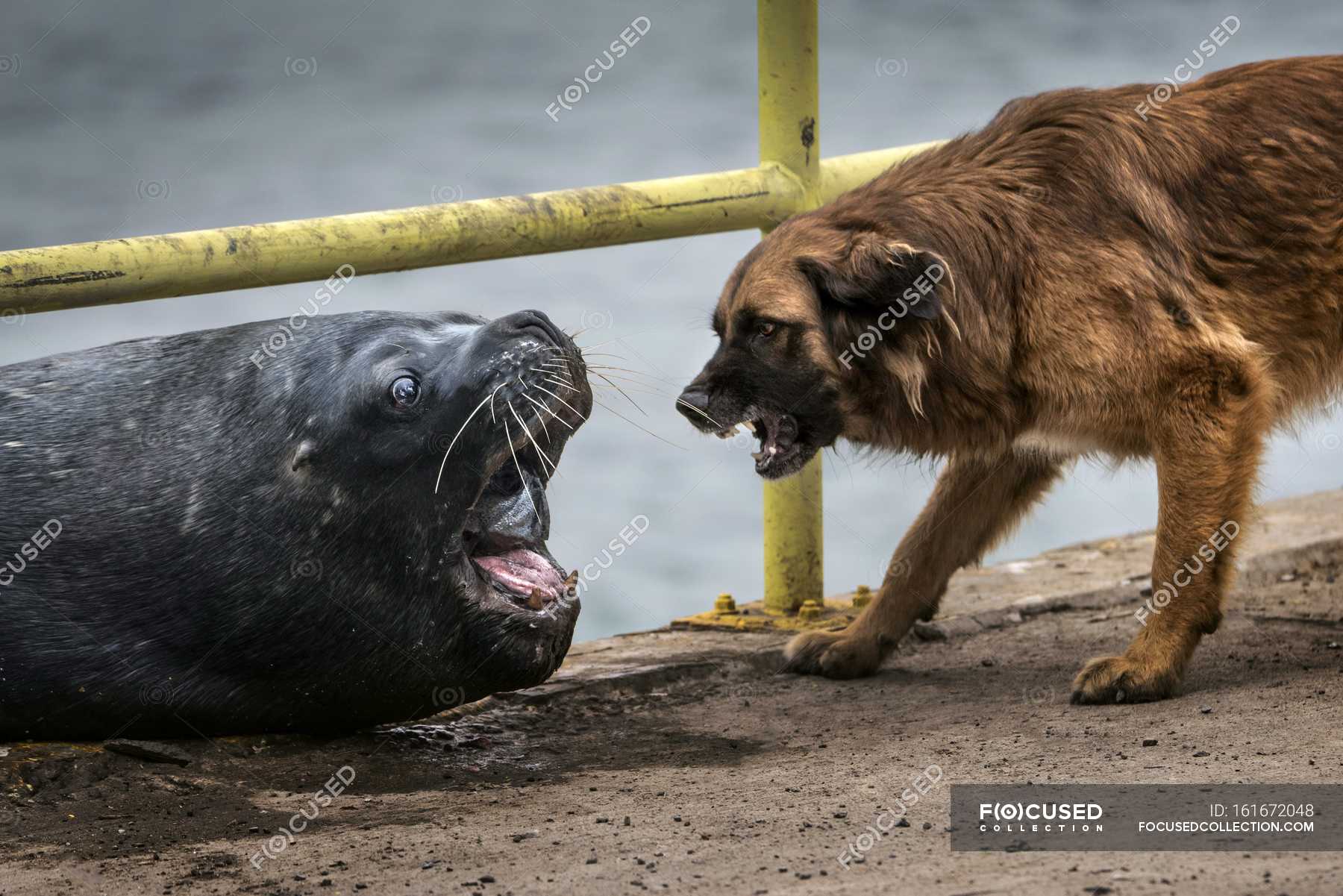 Fish dog. Морская собака животное. Морская собака Сахалин. Морской щенок. Морской котик и собака.