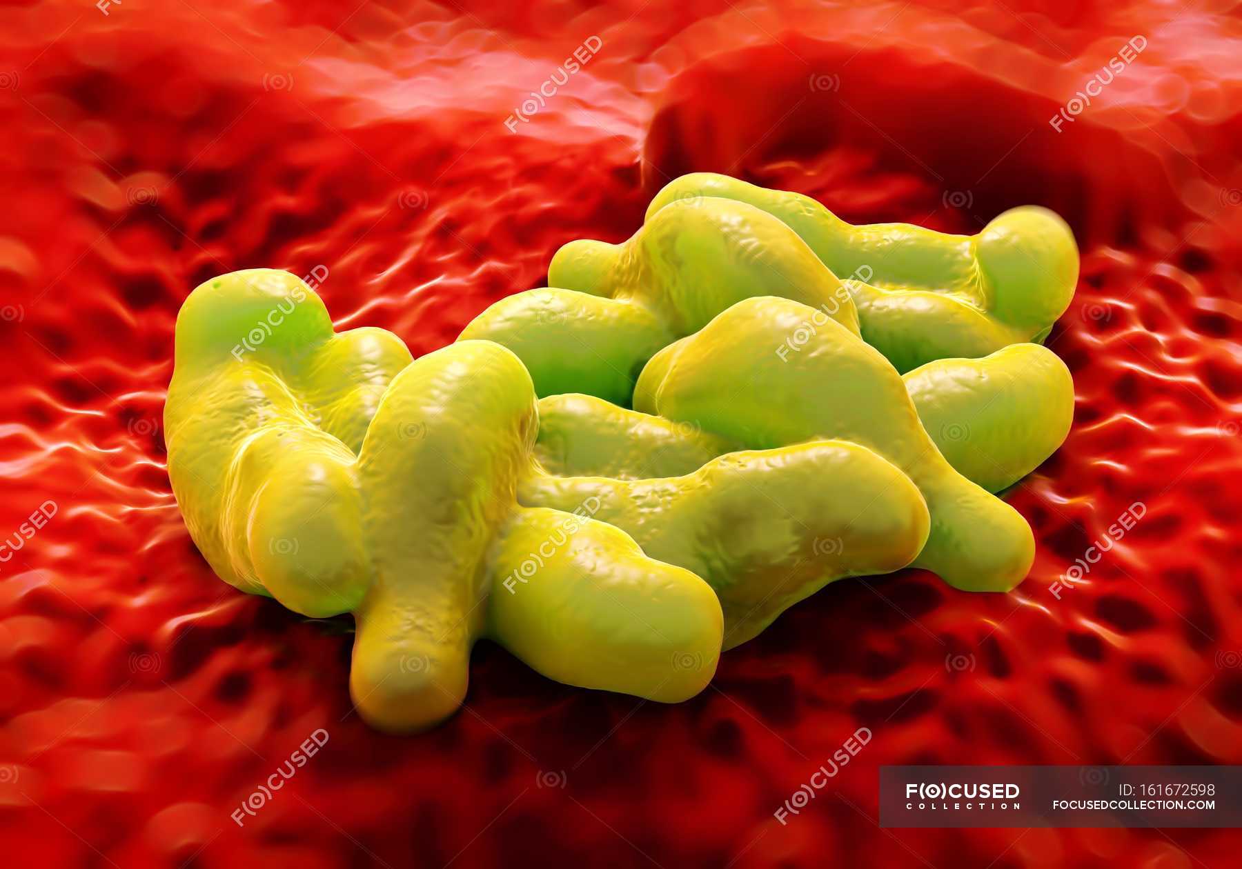 Campylobacter jejuni bacteria — Bacterial, Stock Photo