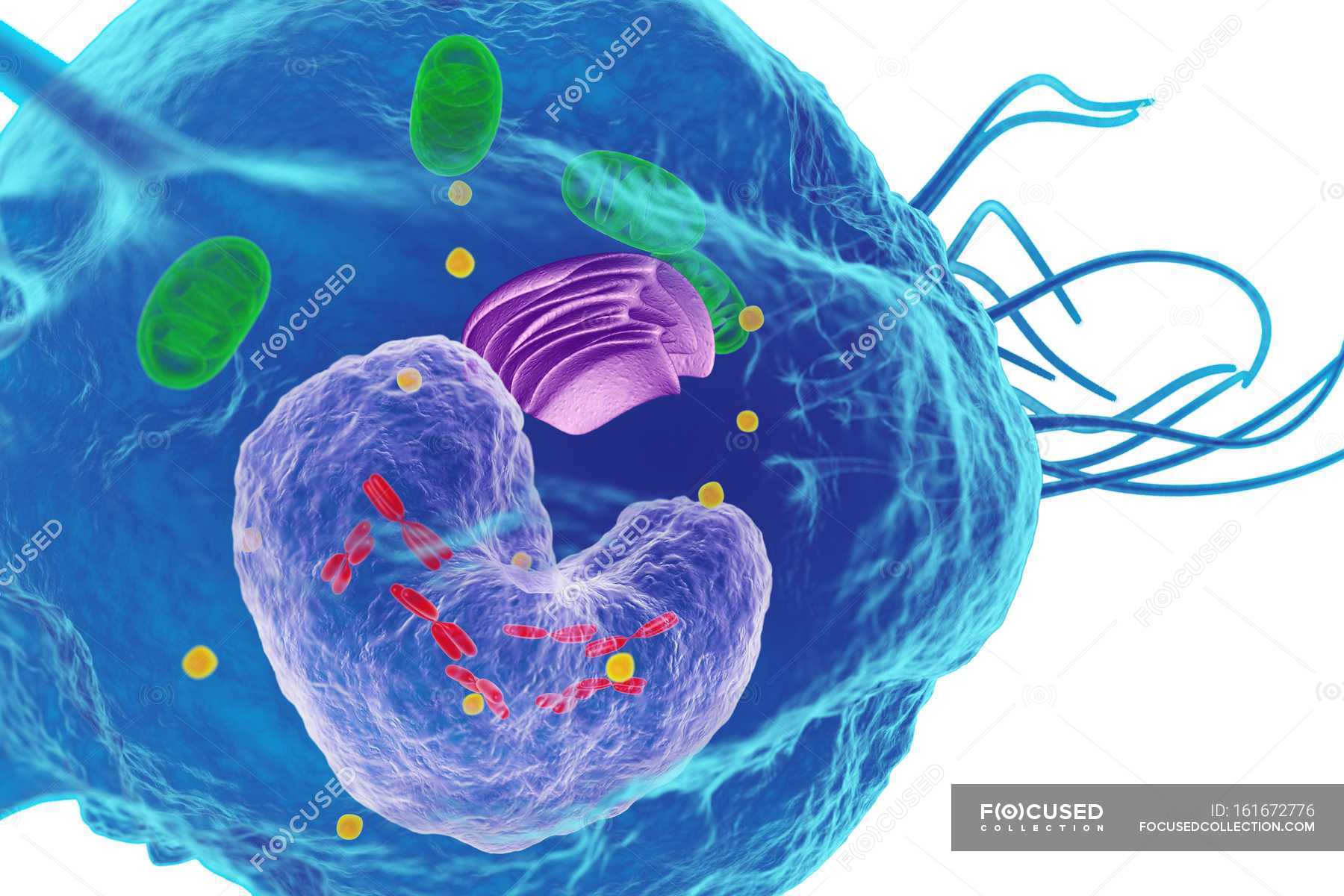 white blood cell parts