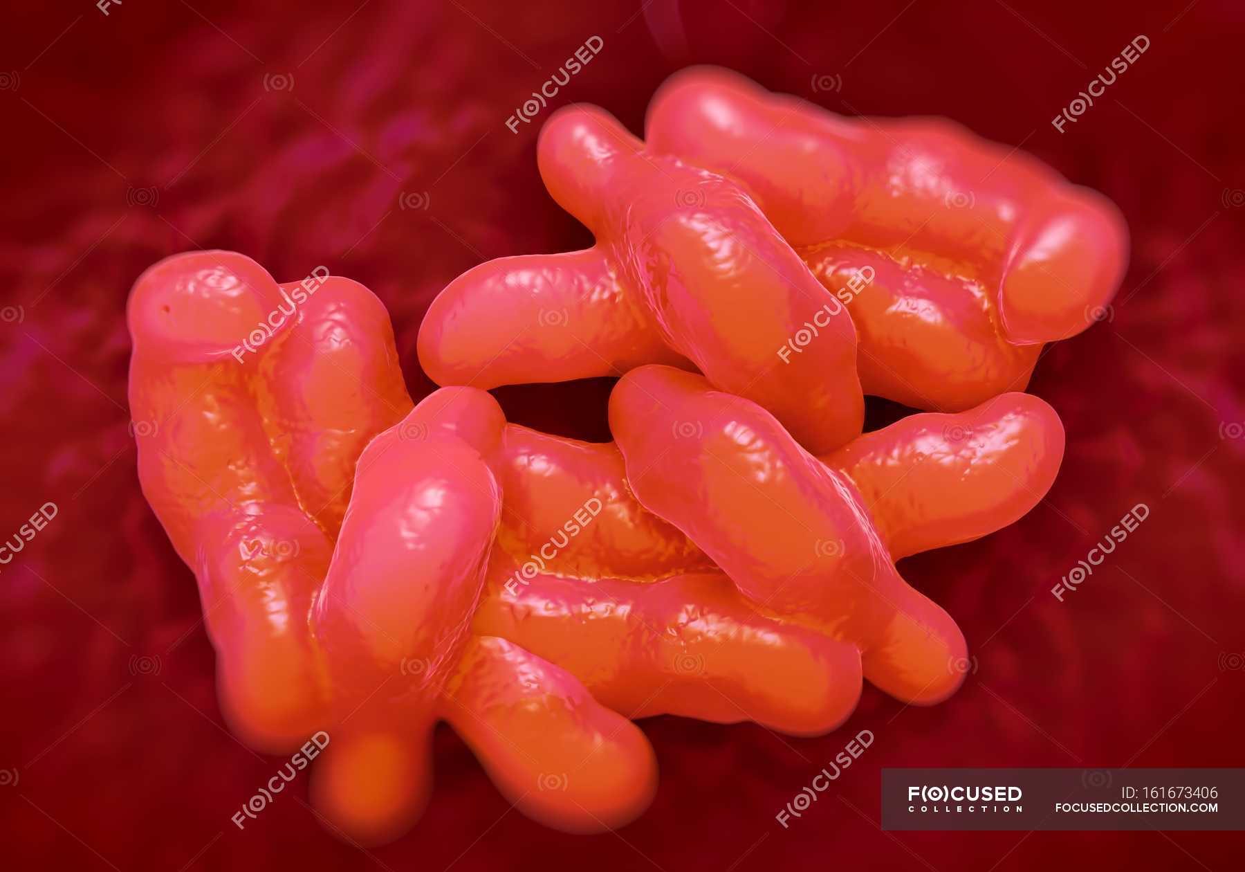 bacteria-campylobacter-jejuni-de-color-microbios-stock-photo