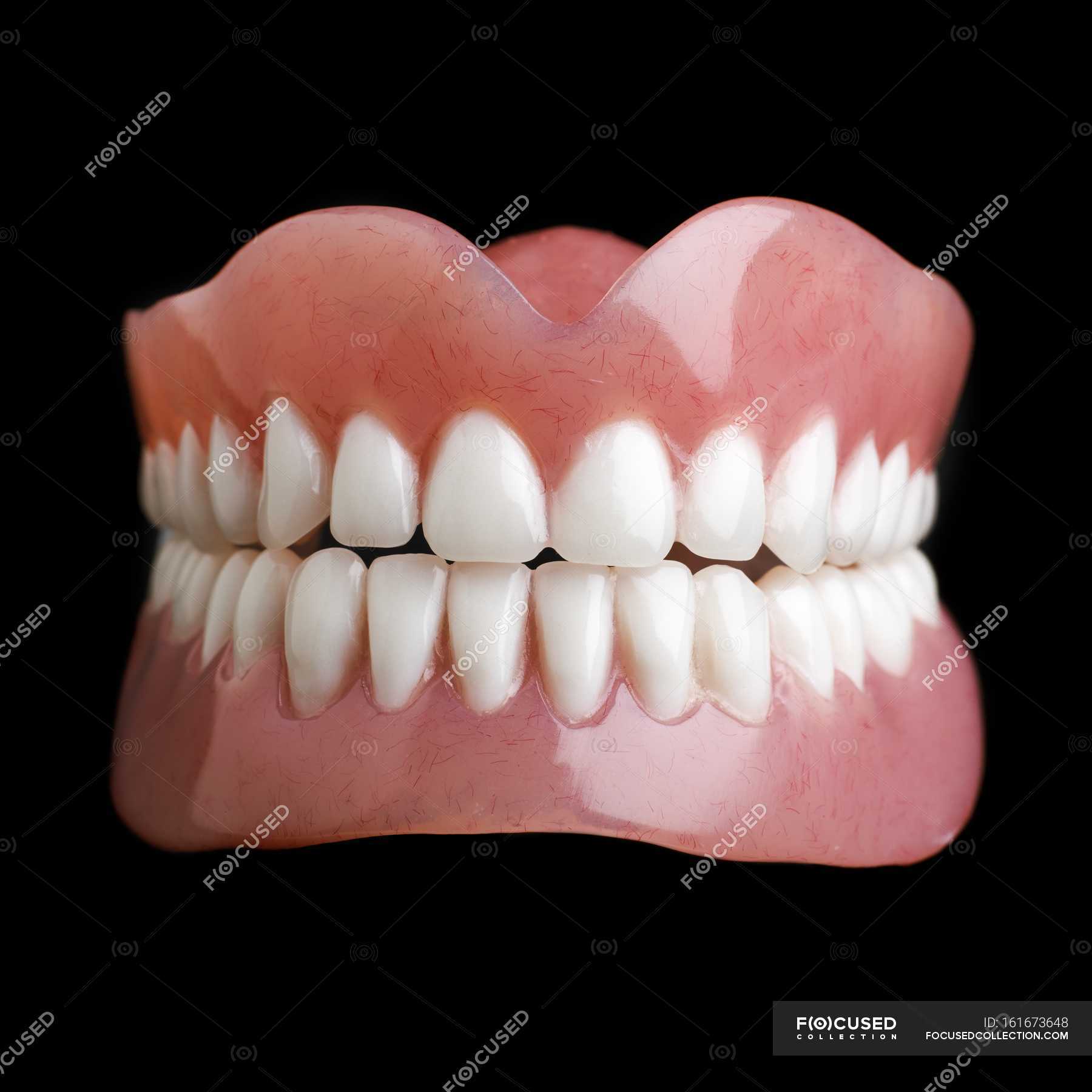 Model of human teeth dental reference healthy teeth Stock Photo Model of human teeth dental reference healthy teeth Stock Photo