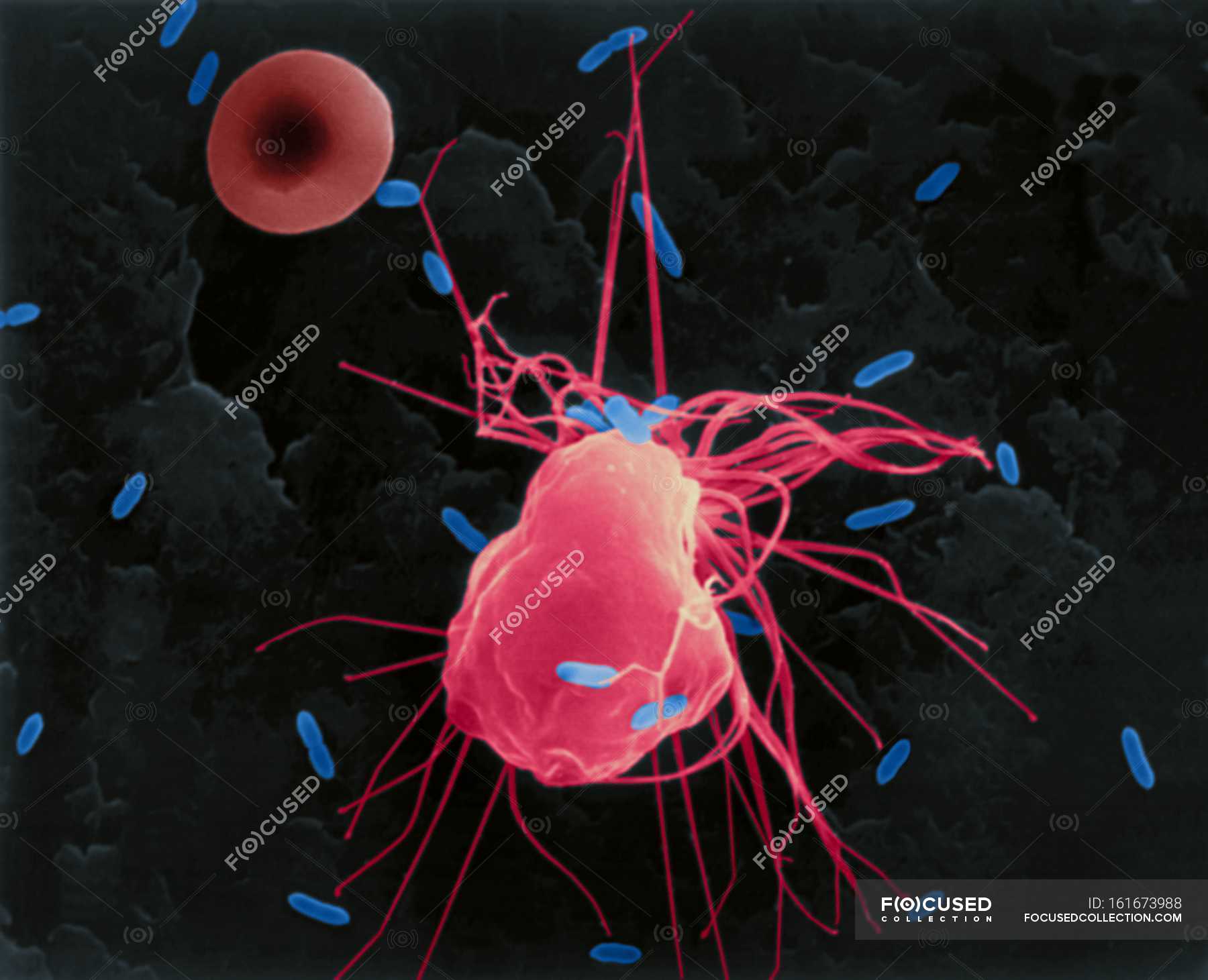 phagocytose-des-macrophages-alv-olaires-d-e-coli-escherichia