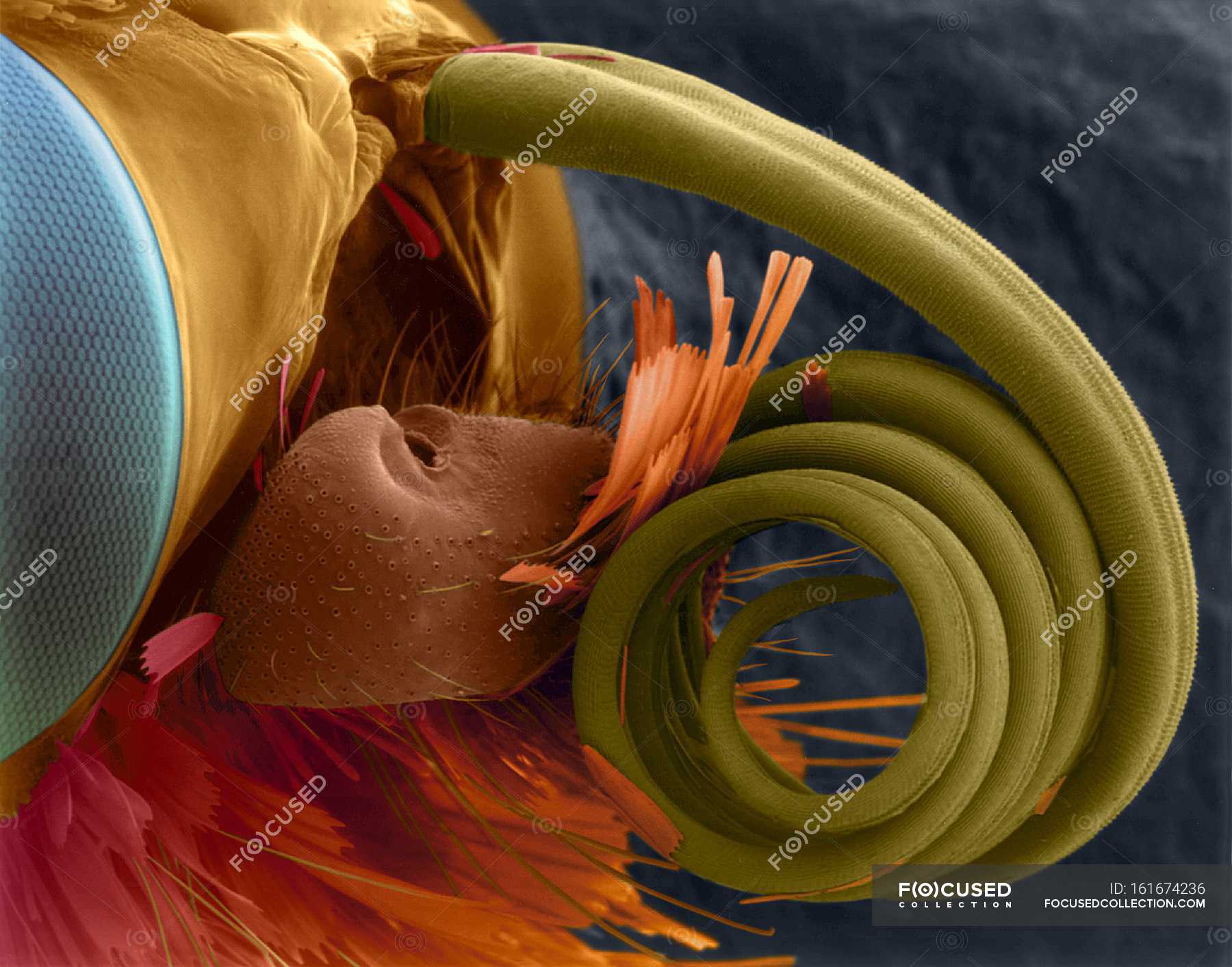 Woodland skipper butterfly compound eye — Micrograph, colored Stock