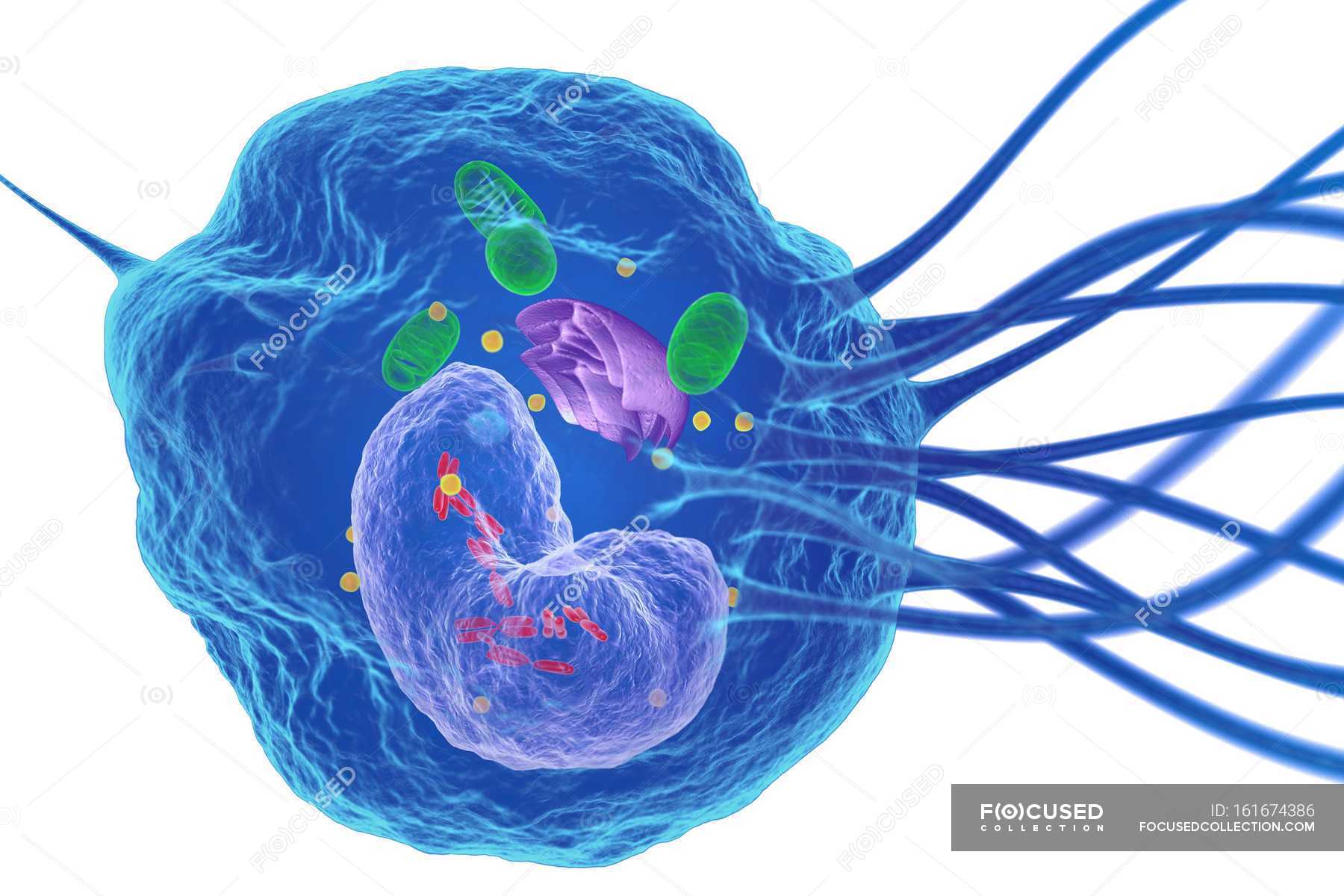 Клетка без воды. Макрофаги 3д фагоцитоз. Стволовые клетки макрофагов. Макрофаг на белом фоне.