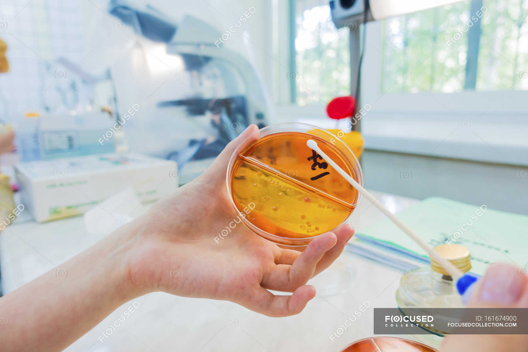 Scientist holding petri dish and swab. — Differential Focus, working