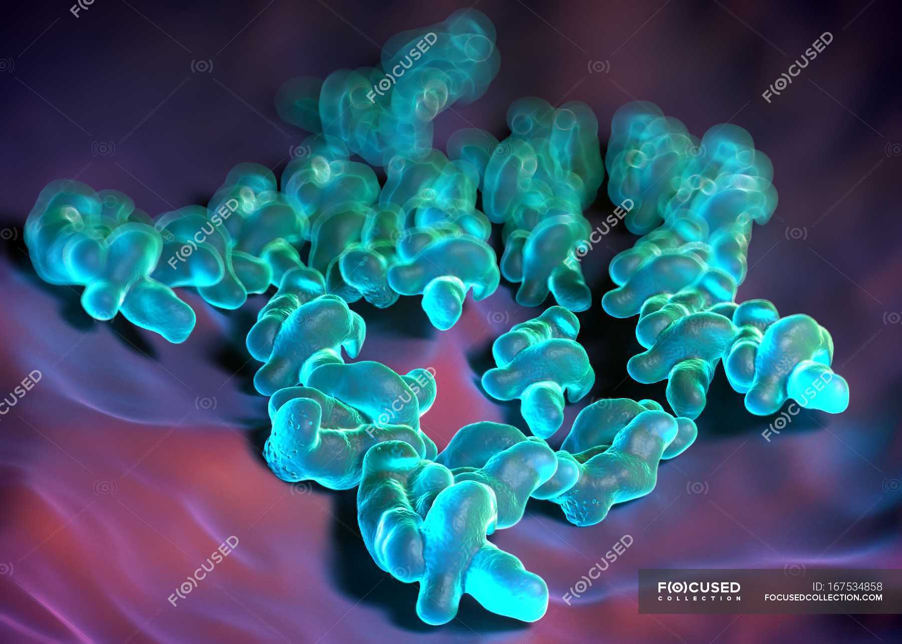 Bacteria Campylobacter Jejuni Concepto Biol Gico Stock Photo
