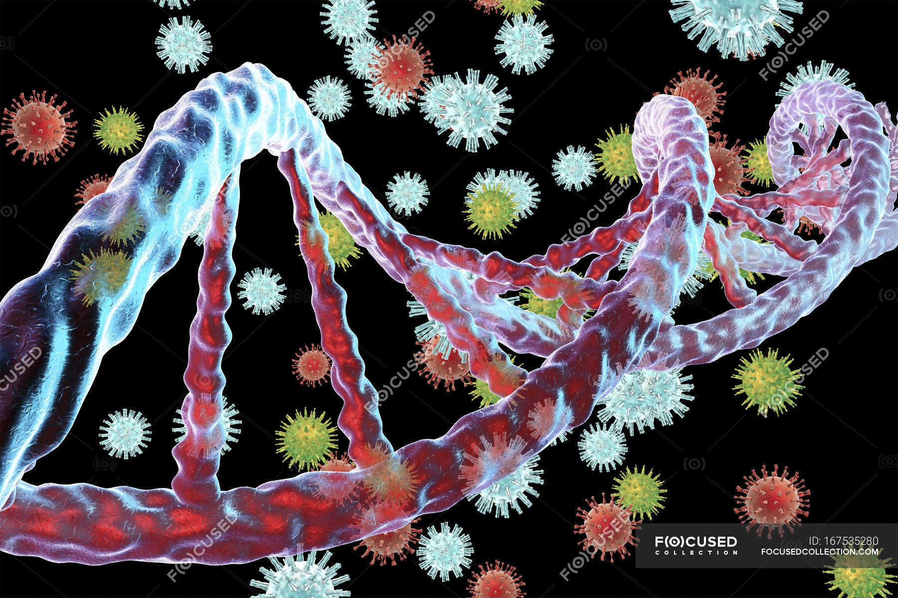 Структура генома бактерий. Секвенирование геномов микроорганизмов. Трансдуцирующие фаги. Мутации днк бактерий. Строение гена бактерий.