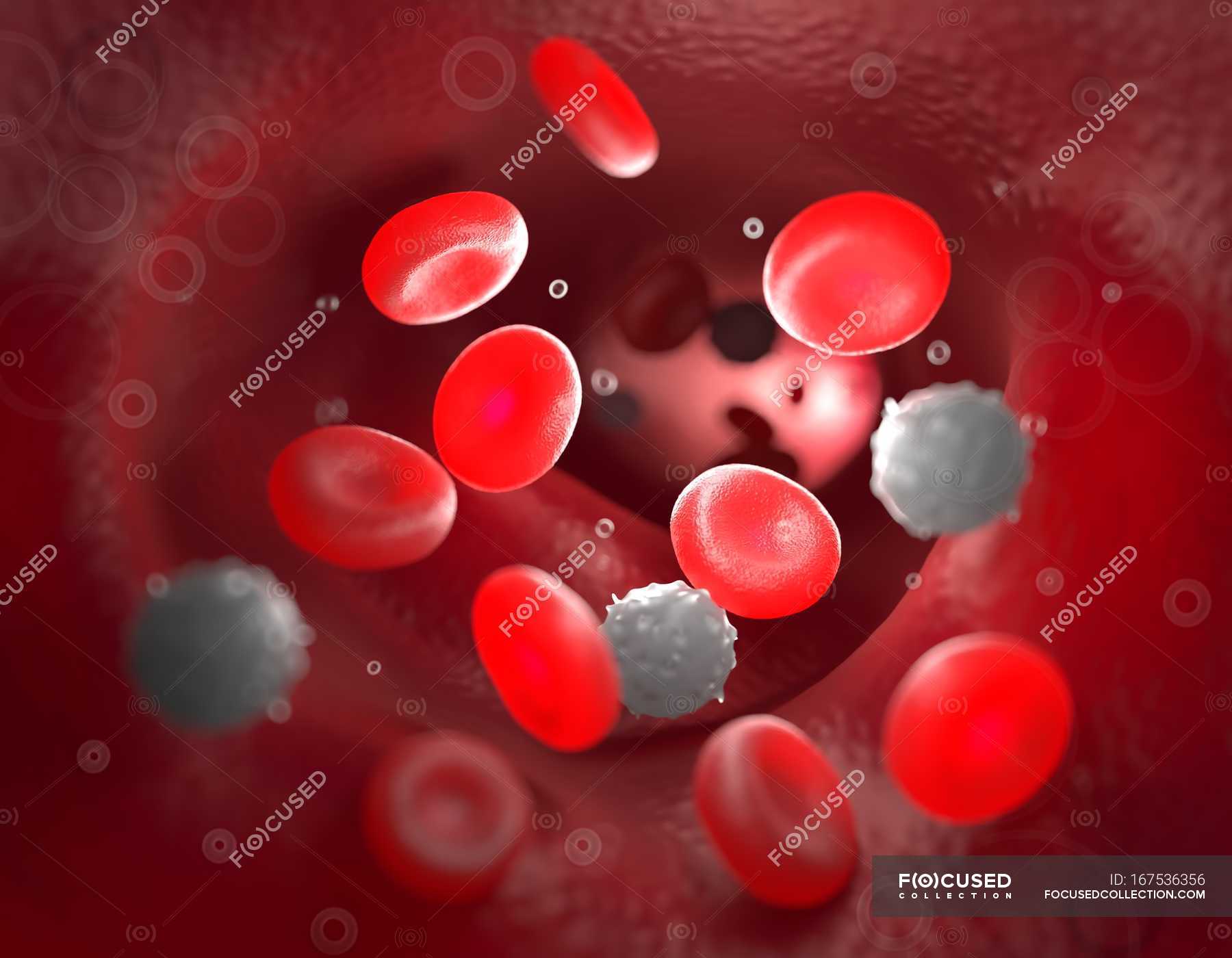 red-blood-cells-in-the-bloodstream-biological-medicine-stock-photo