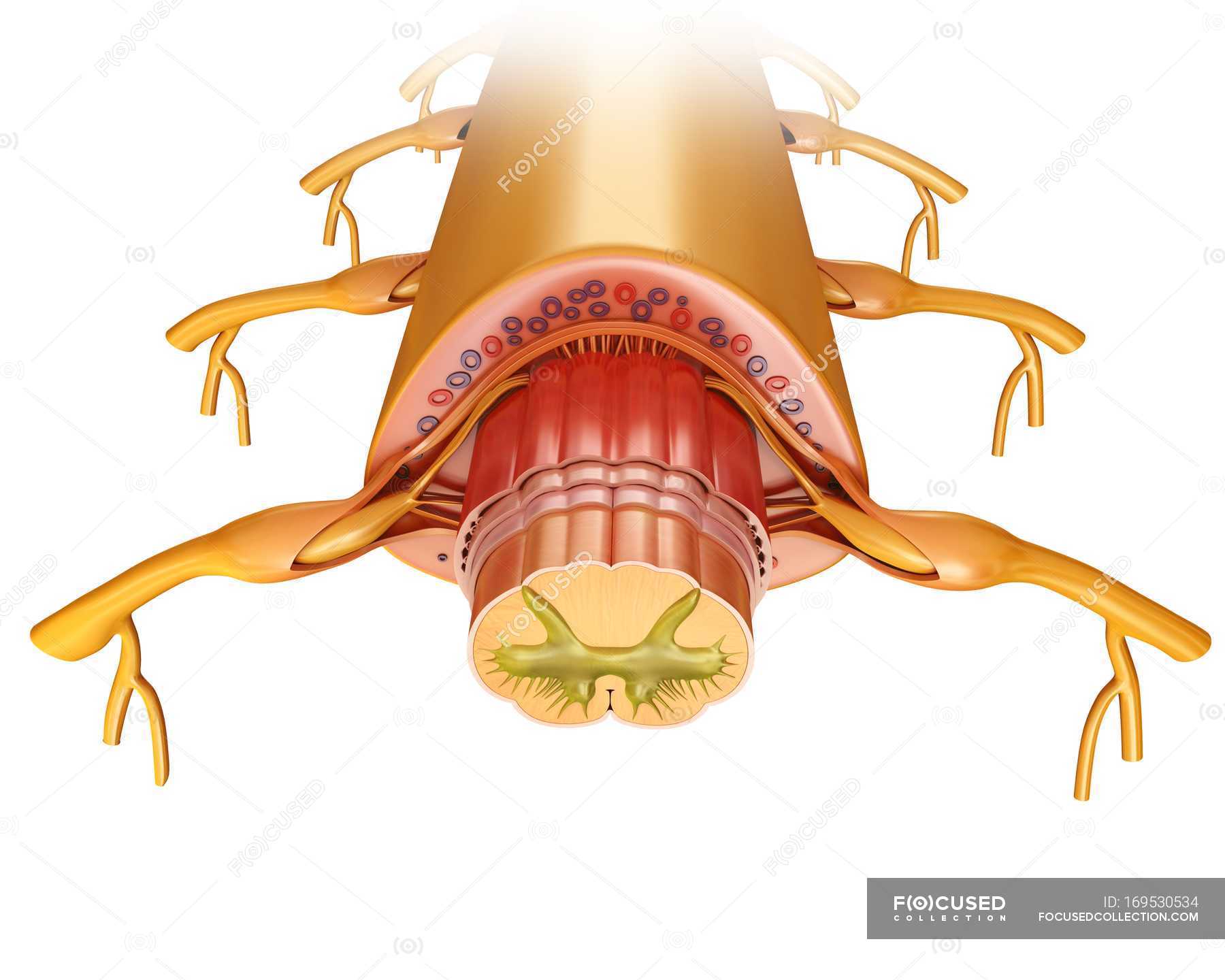 spinal-cord-cross-section-system-biological-stock-photo-169530534