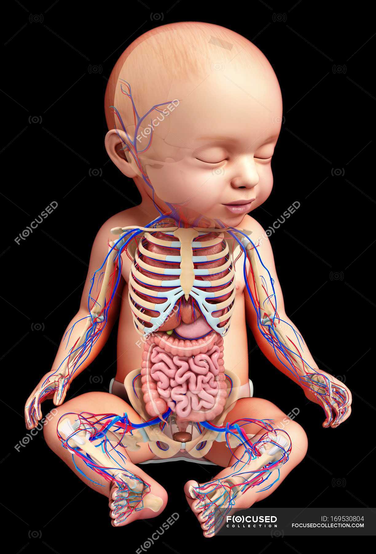 Анатомия для детей