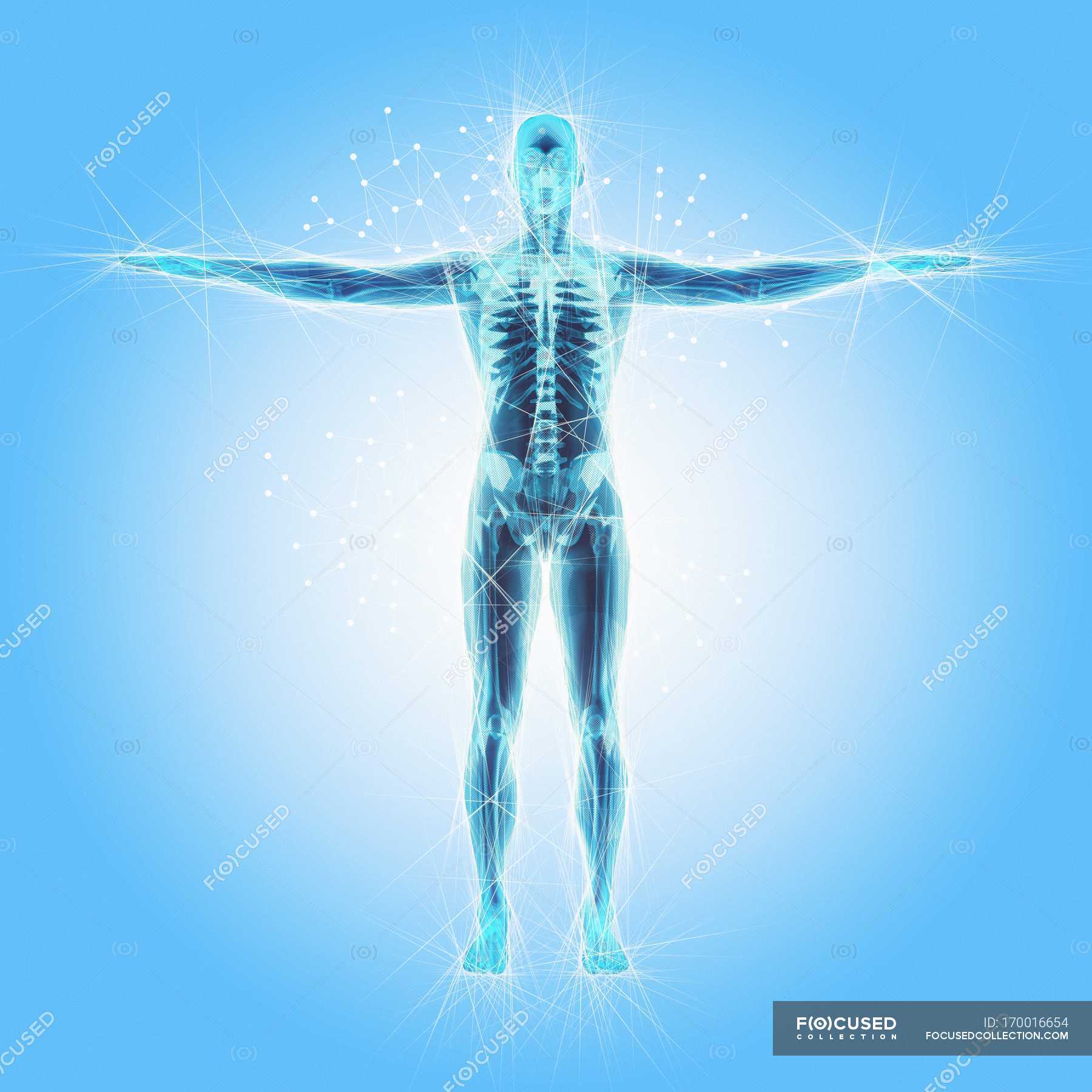 Atomic structure of the human body — skeleton, illustration - Stock ...