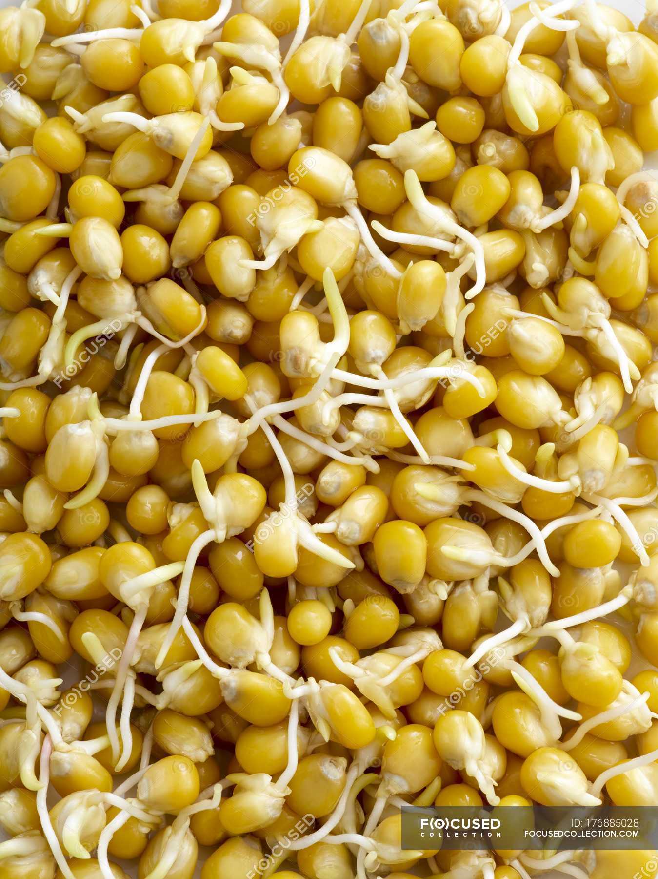 Closeup of sprouting corn seeds — background, natural Stock Photo