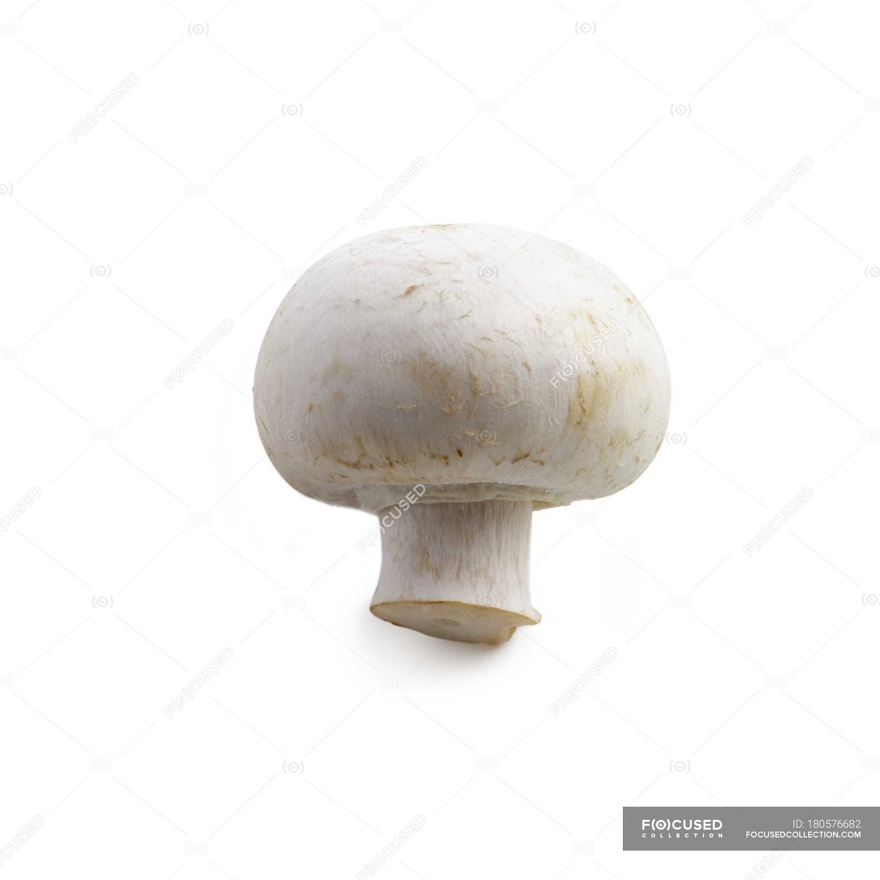 Close-up view of mushroom on white background. — eating, isolated