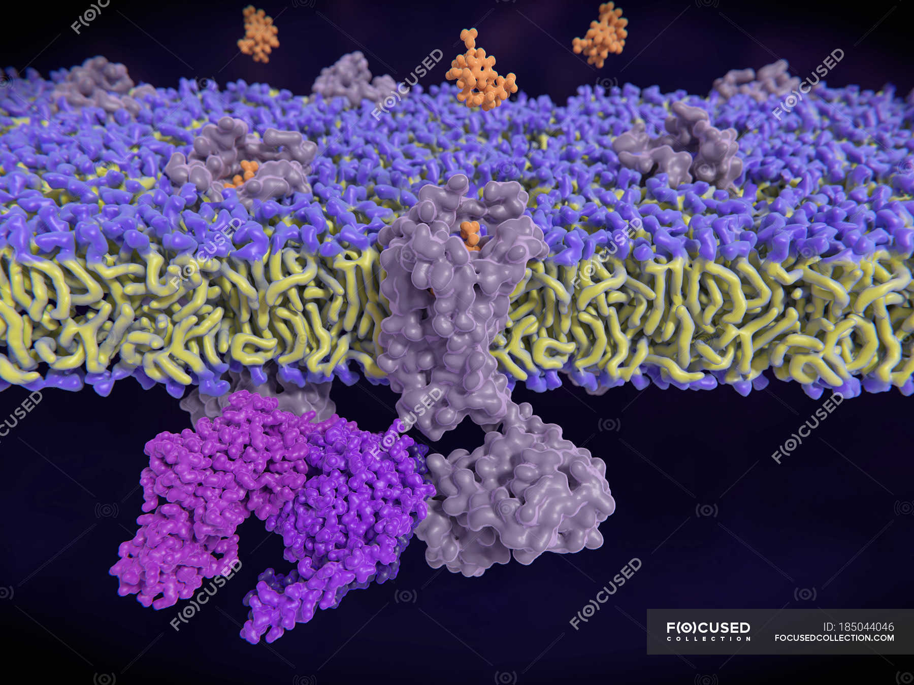 Enkephalin binding to opioid receptor, digital illustration ...