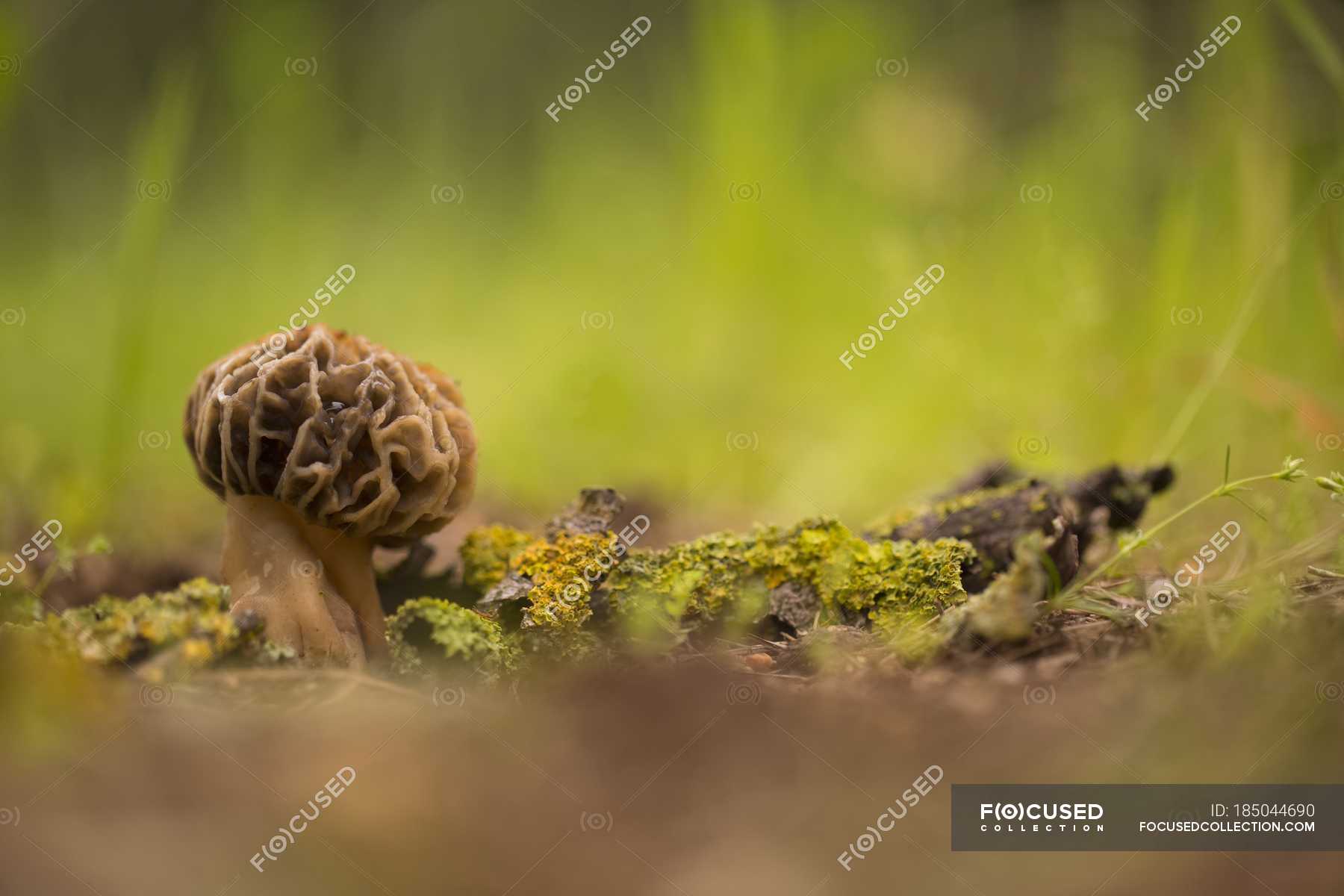 Morel mushroom growing in forest soil. — woods, toadstool Stock Photo