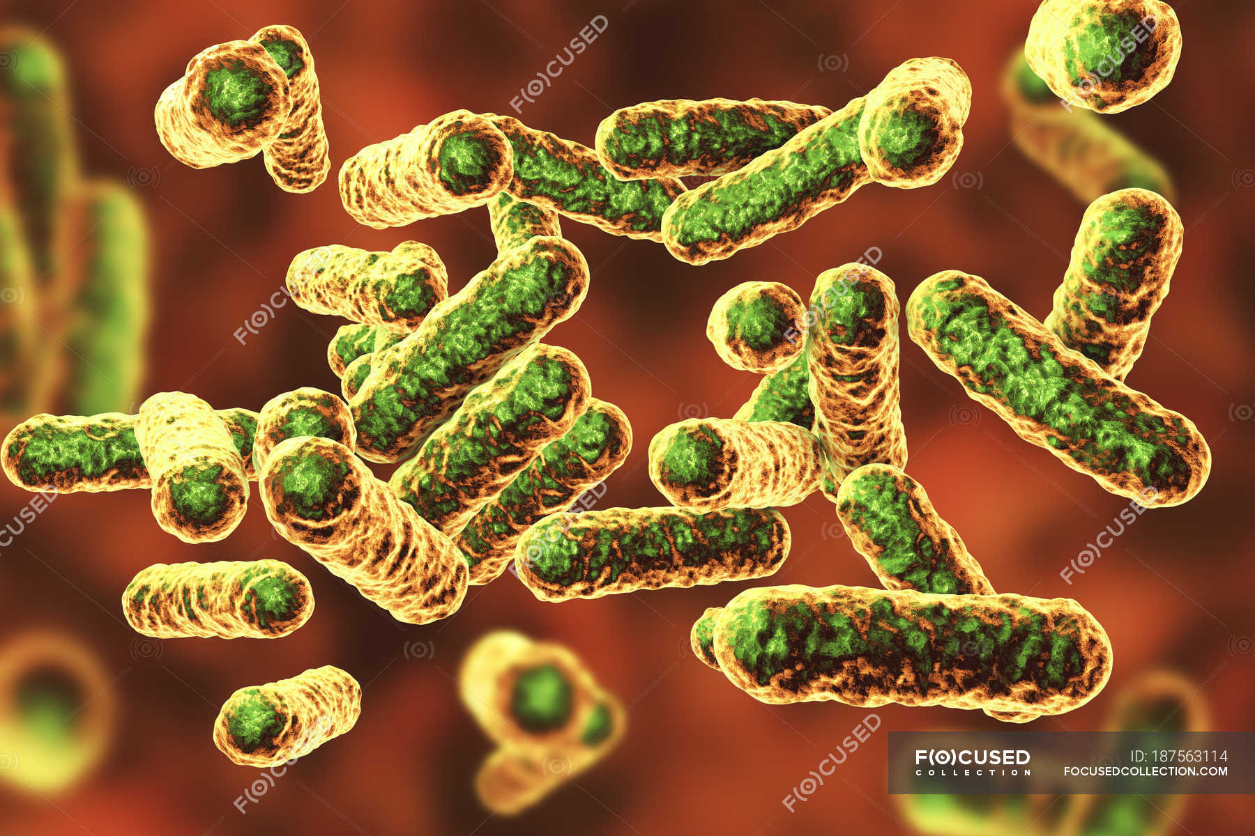 Bartonella quintana bacteria, digital illustration. — microbiology ...