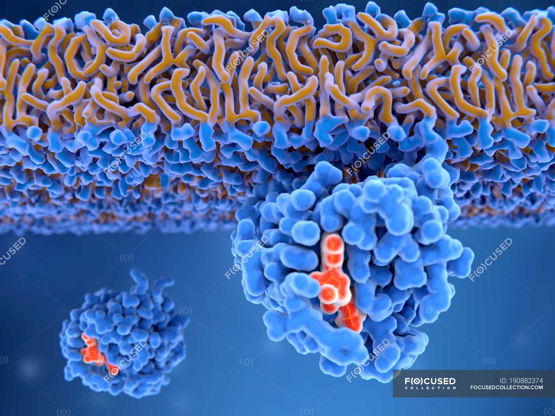 Ras proteins Stock Photos, Royalty Free Images Focused