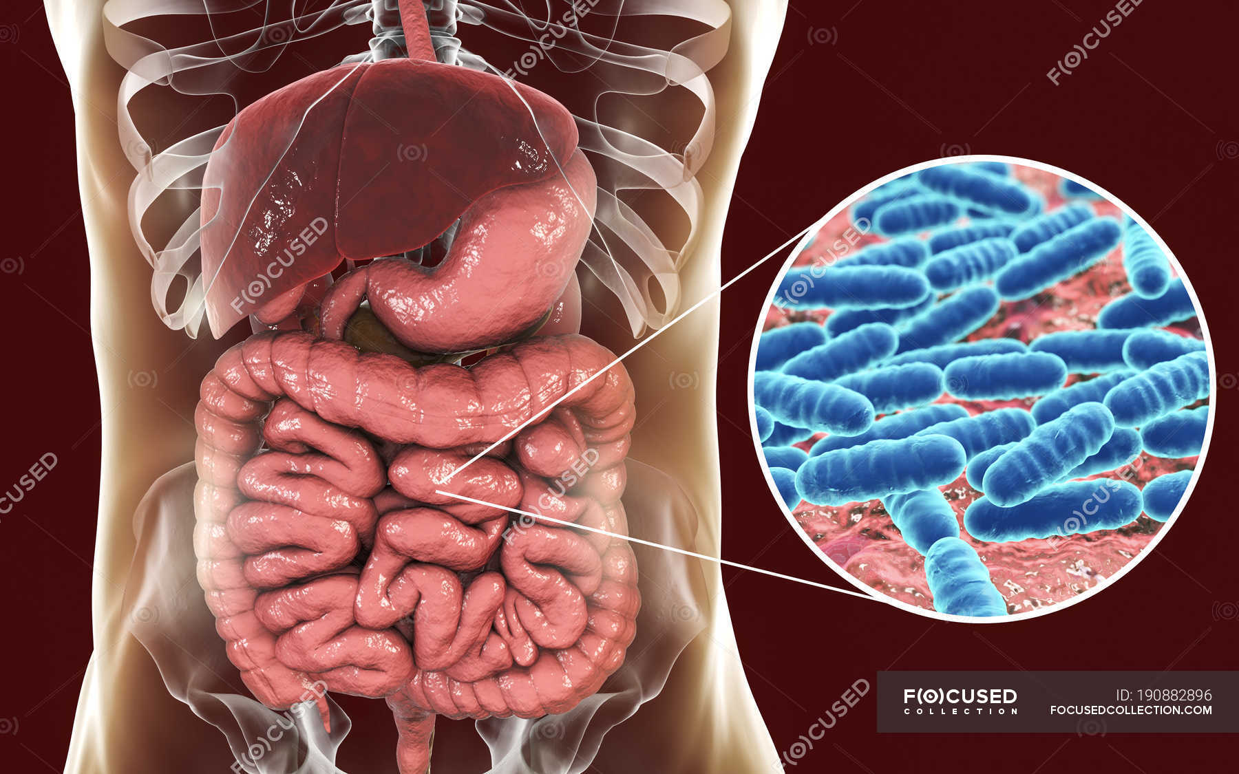 Digital illustration of Lactobacillus bacteria in human body