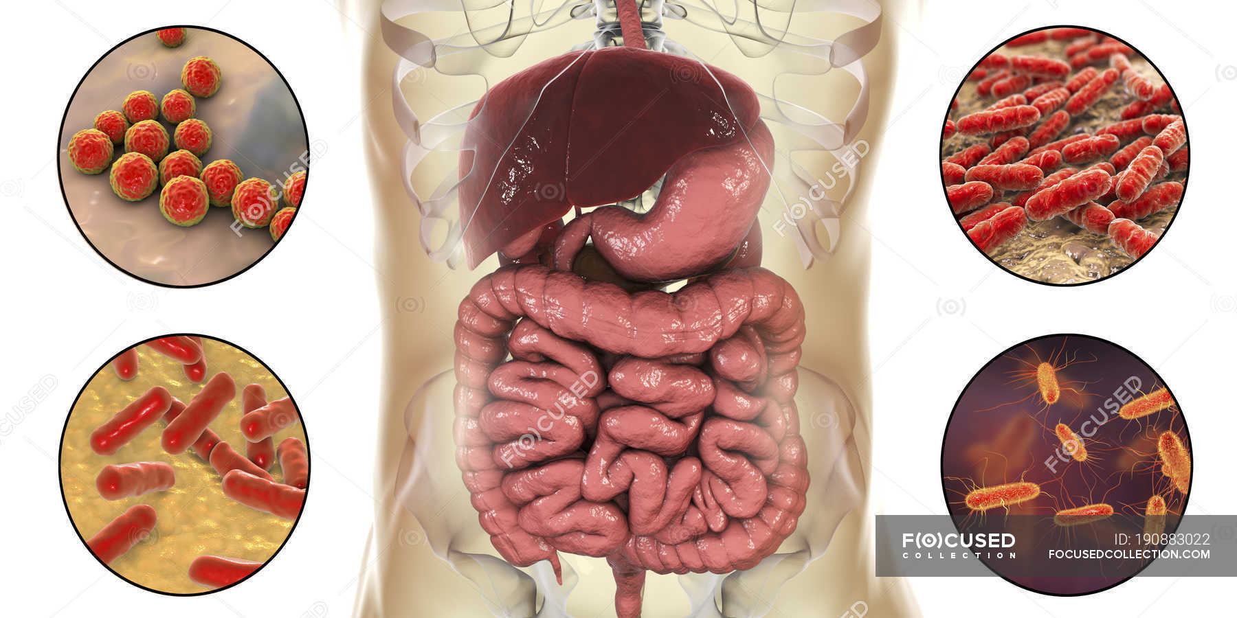 Various normal bacteria in human intestine, digital illustration ...