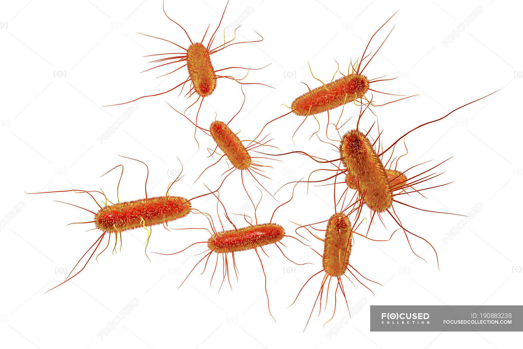 Рисунок escherichia coli