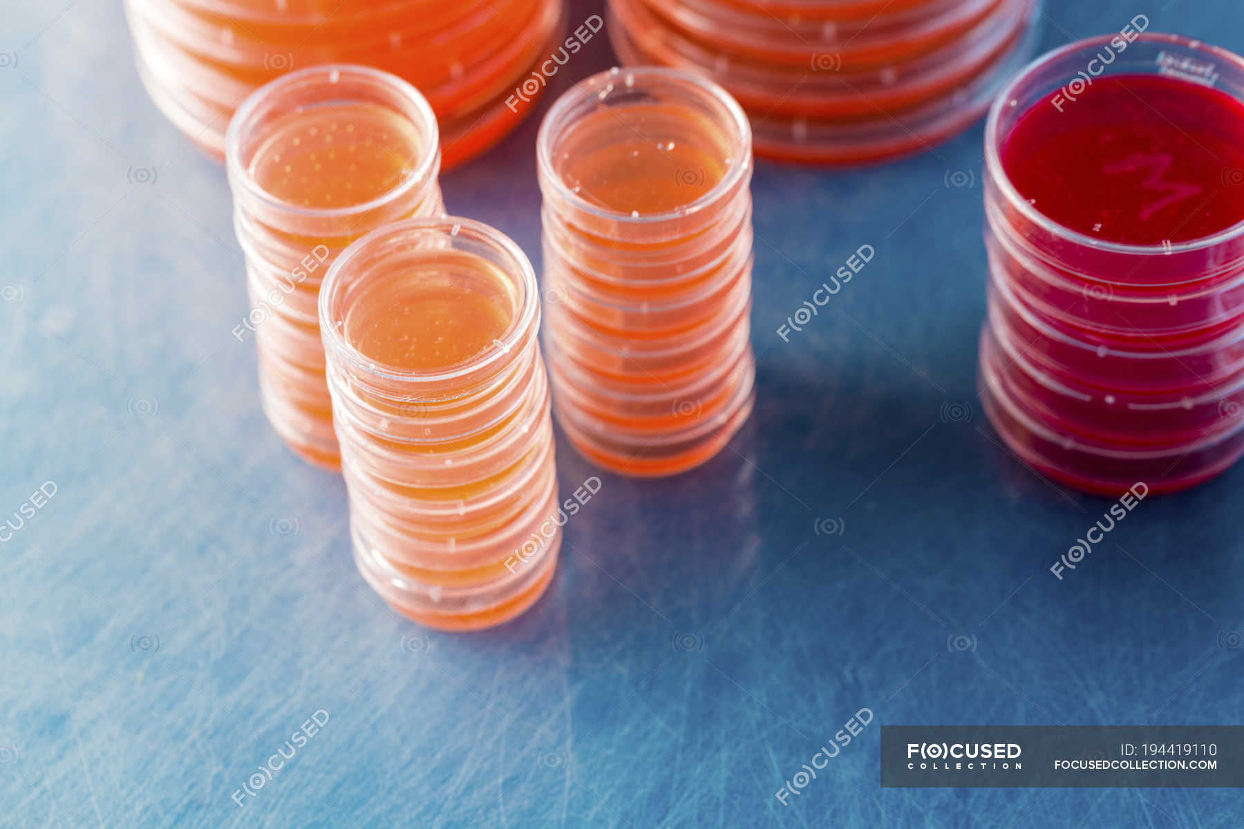 Stacked agar plates with microbiological cultures on plain background