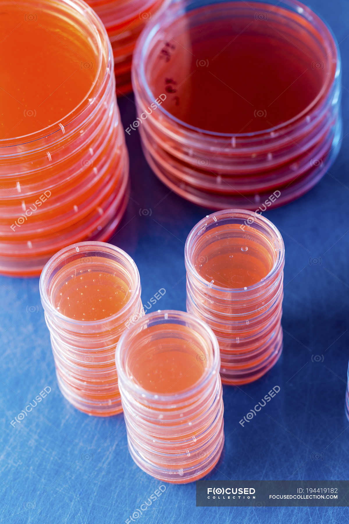 Stacked agar plates with microbiological cultures on plain background
