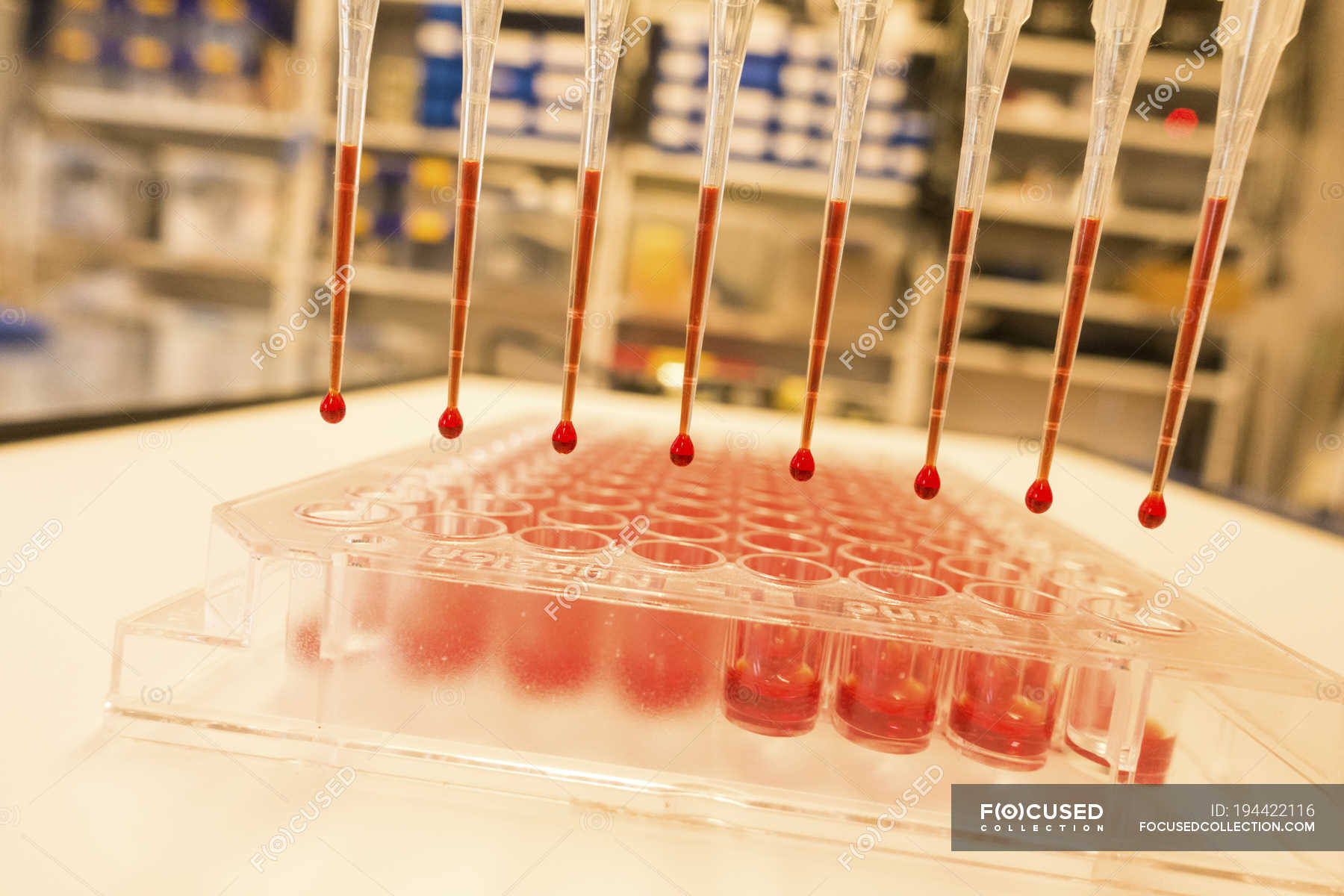 Multichannel pipette and red well plate in laboratory. — samples