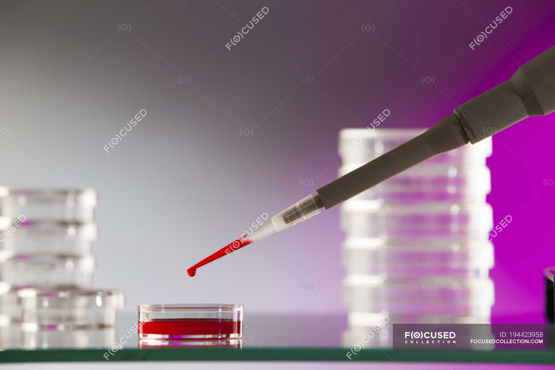Micropipette pipetting blood sample into Petri dish. — microbiological