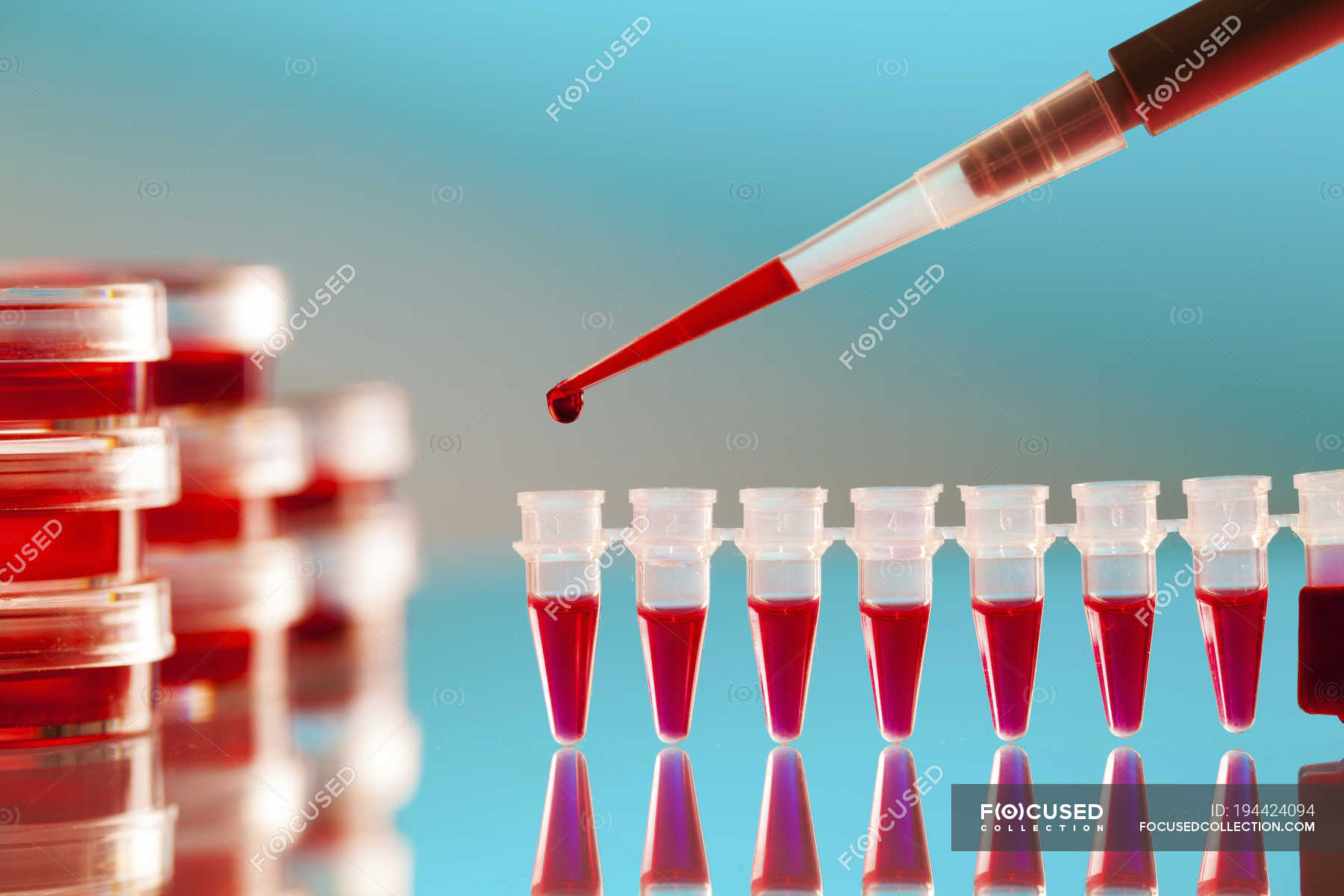 Close-up Of Micropipette Pipetting Blood Sample Into Microcentrifuge ...