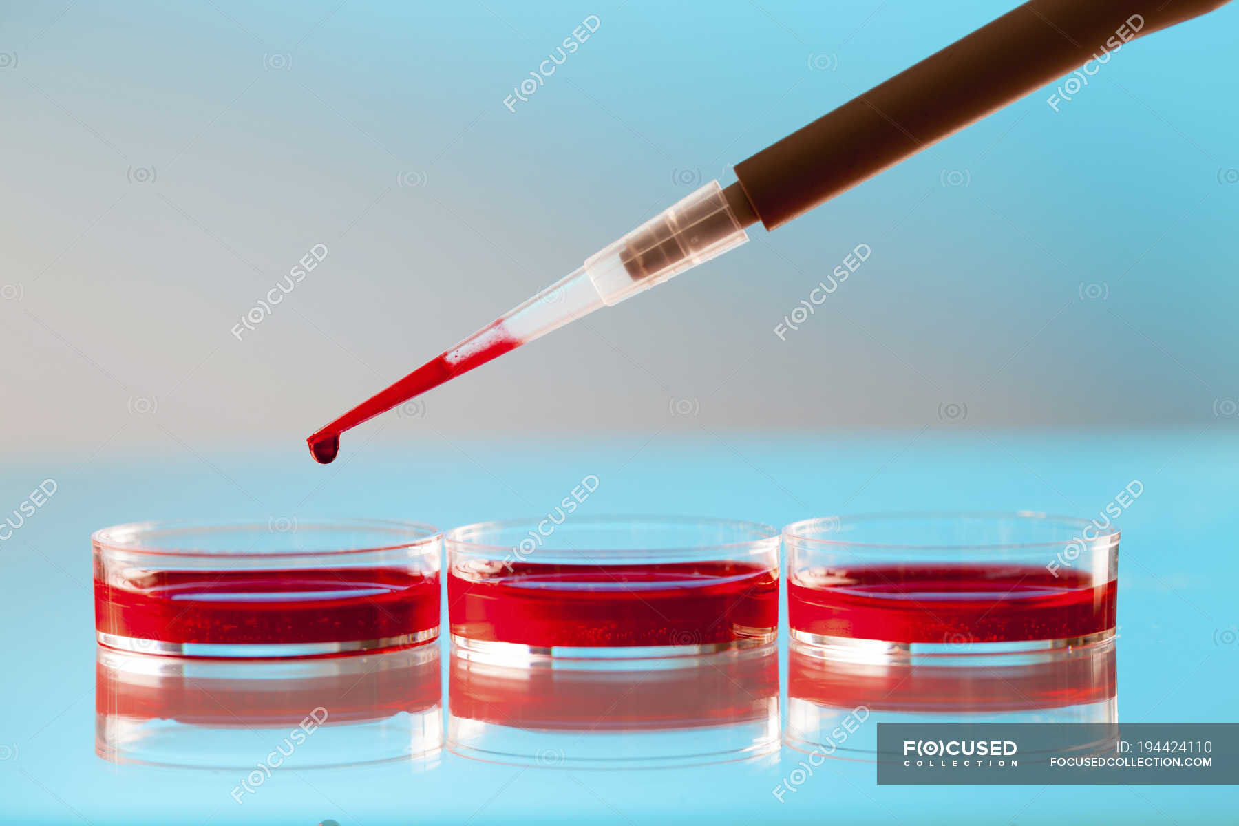 Micropipette pipetting blood sample into Petri dishes