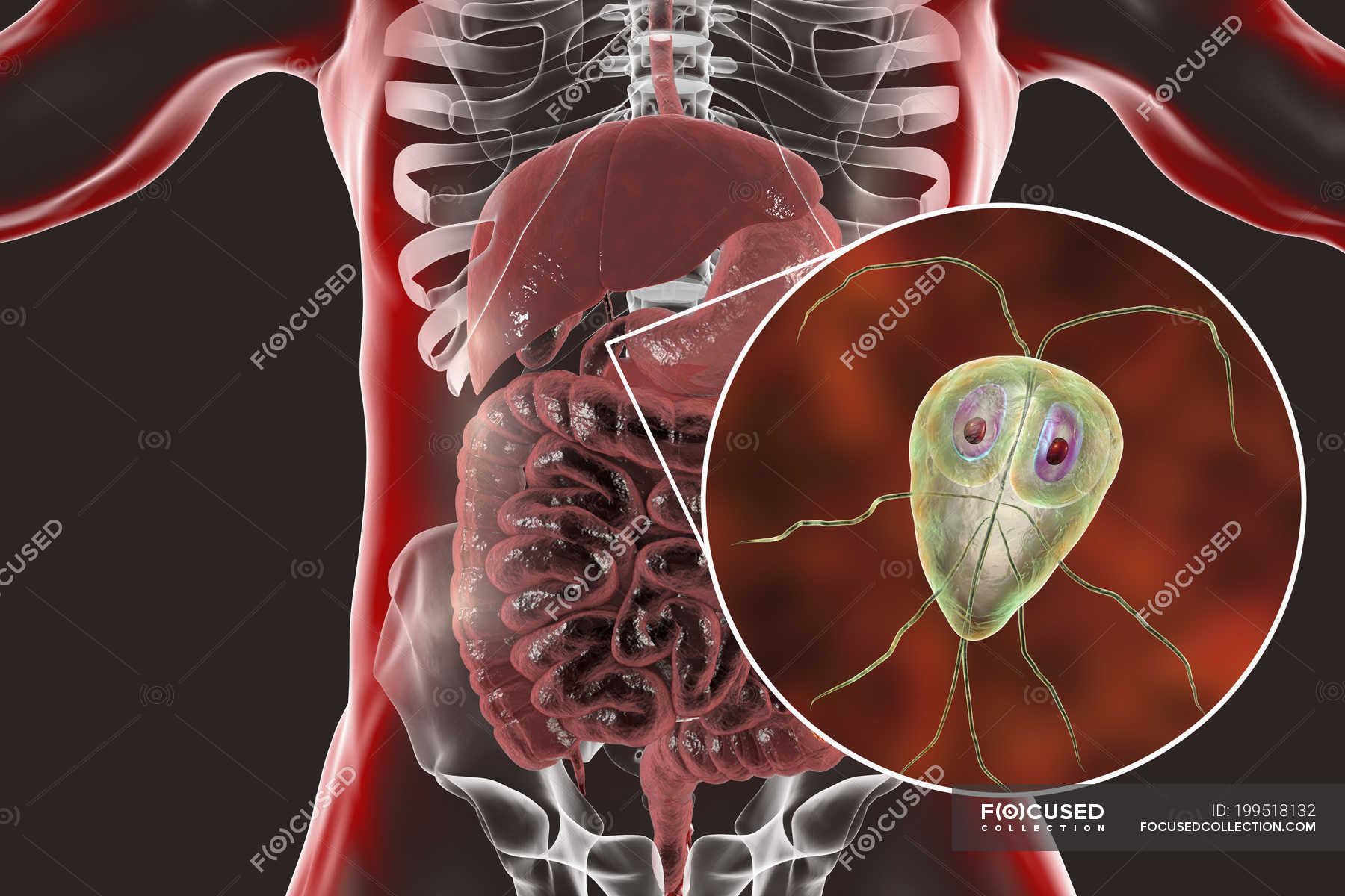 Giardia Lamblia Single Celled Protozoan Parasite In Human Duodenum Digital Artwork Medicine