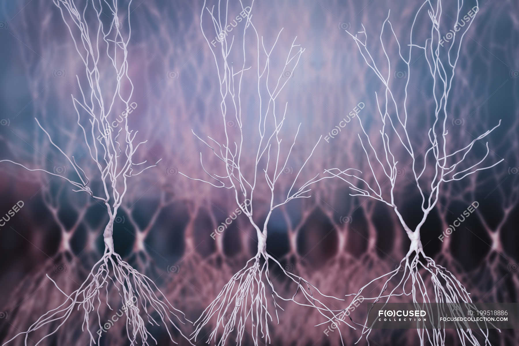 Hippocampus neurons structure, digital artwork. — limbic, nervous ...