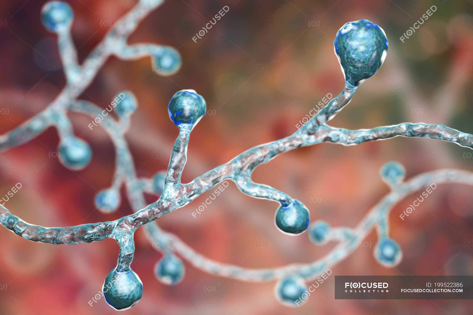 Colored digital illustration of Blastomyces dermatitidis fungus causing