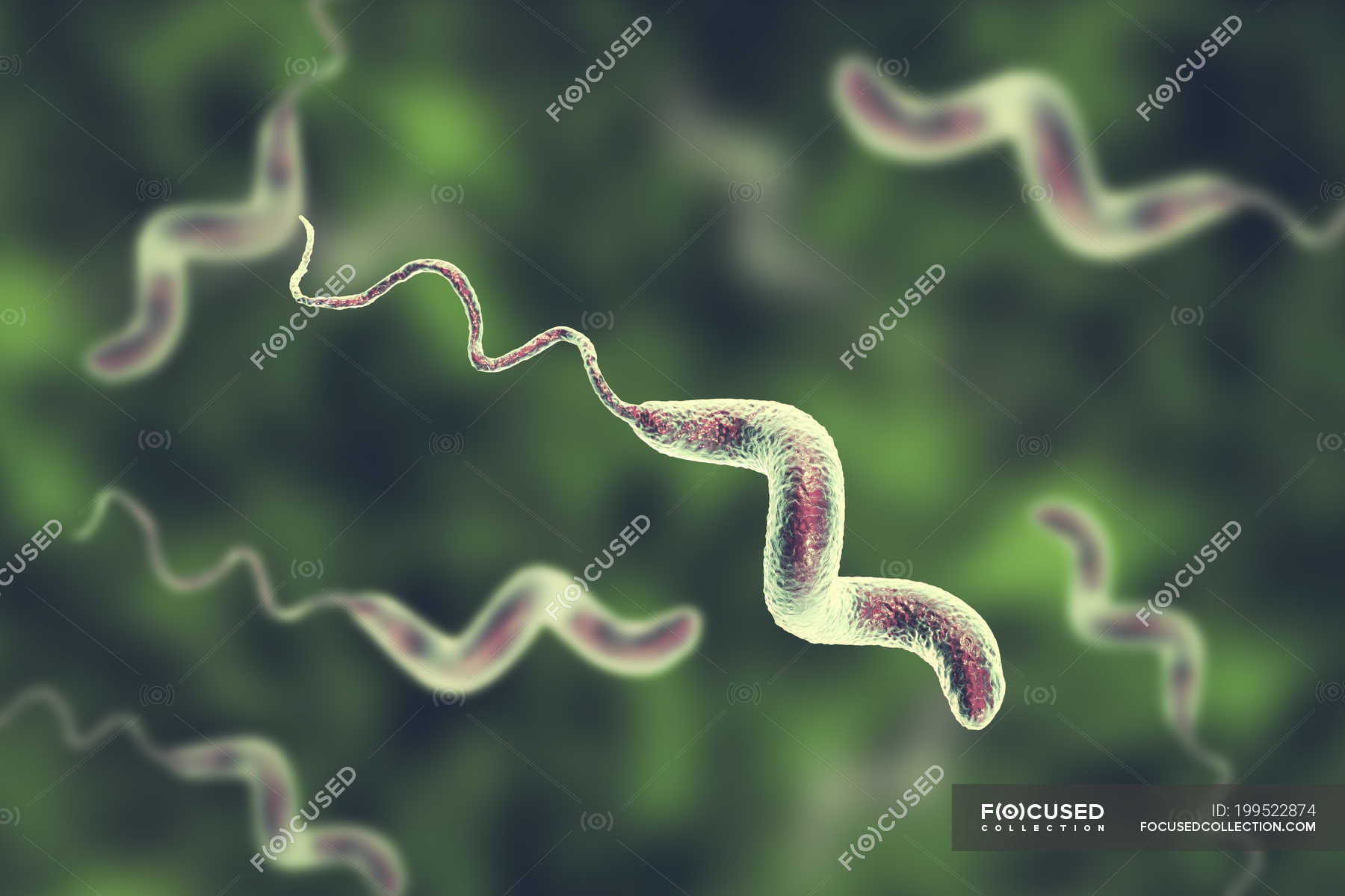 Campylobacter jejuni bacteria with flagella, digital artwork. — medical