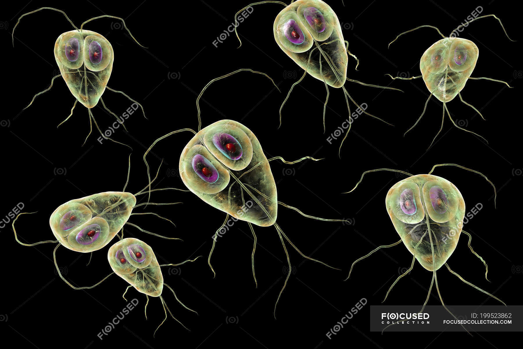 bacteria giardia lambia)