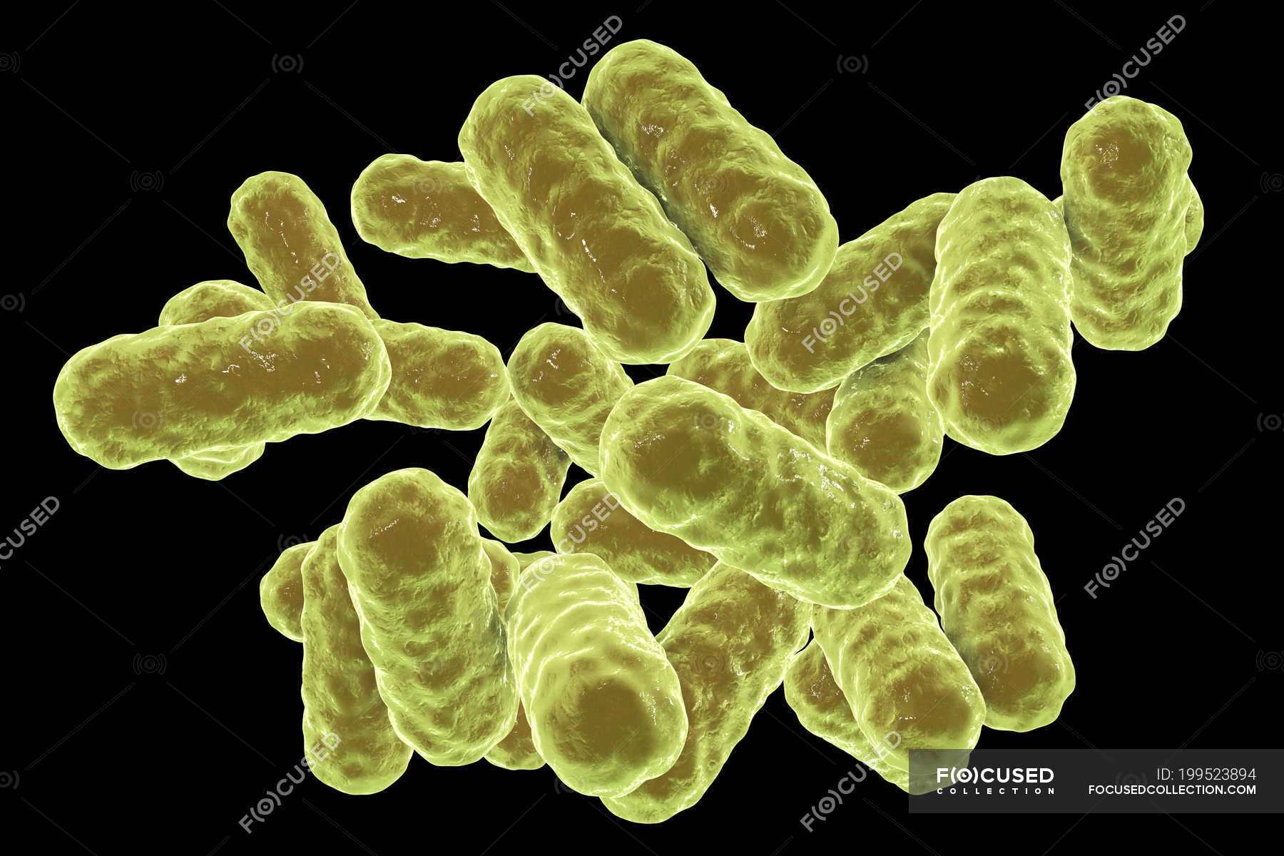 Digital illustration of Enterobacter Gram-negative bacilli on black ...