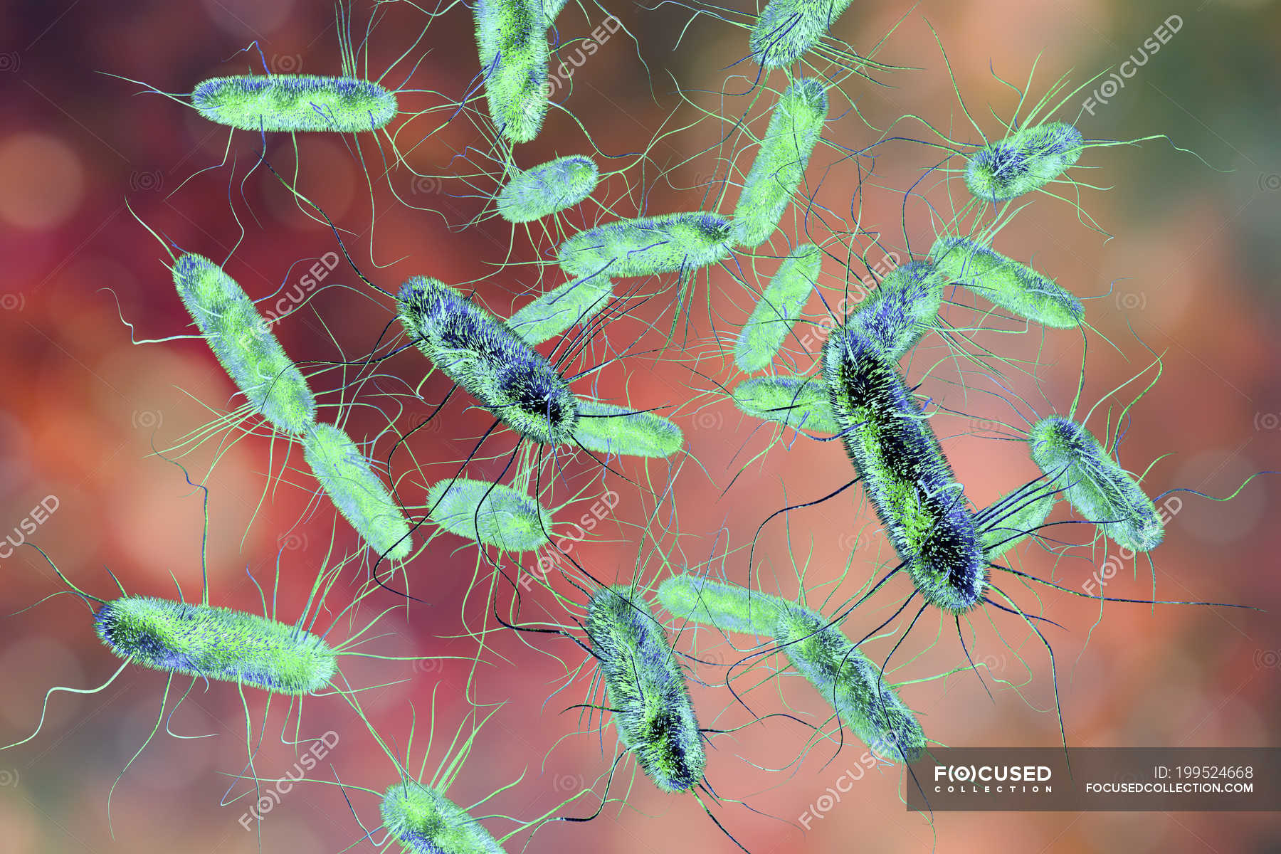 Digital illustration of Salmonella Gram-negative rod-shaped bacteria