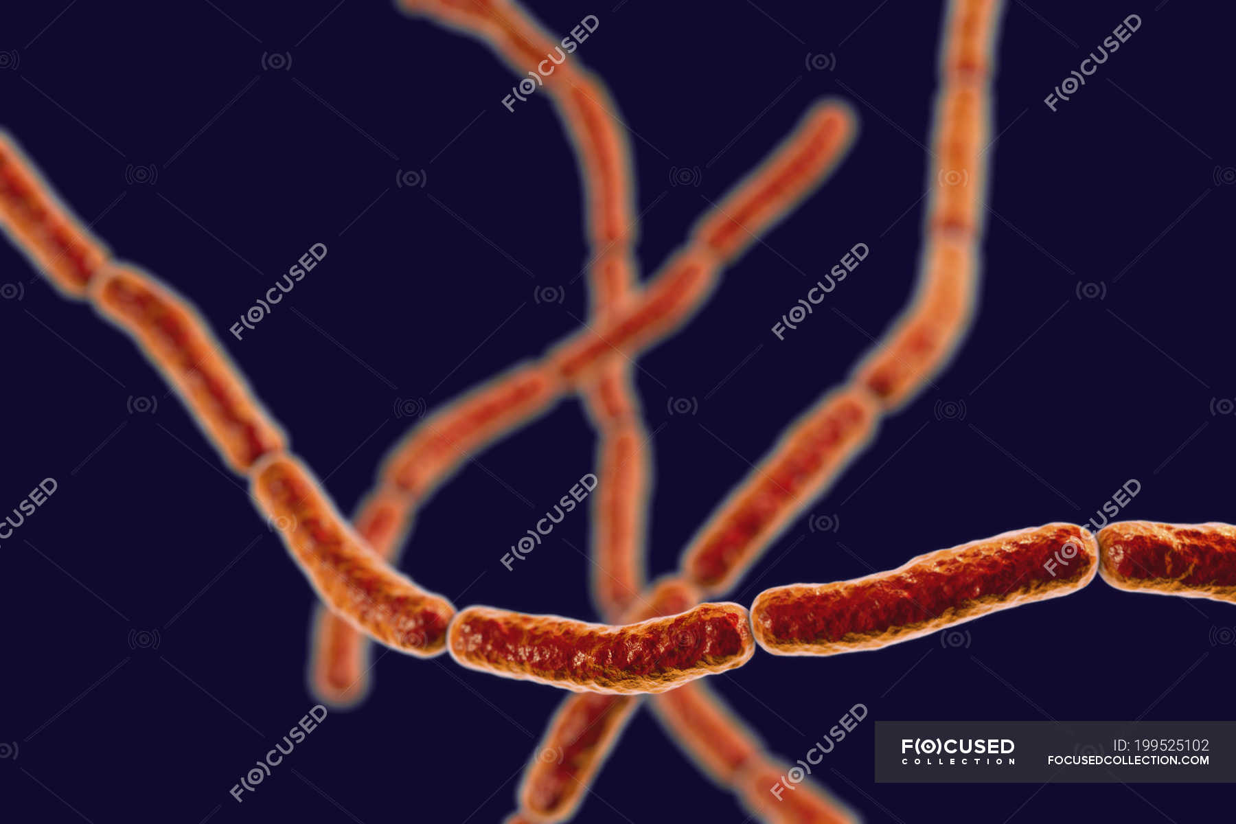 Digital illustration of chains of Streptobacillus moniliformis rat bite ...