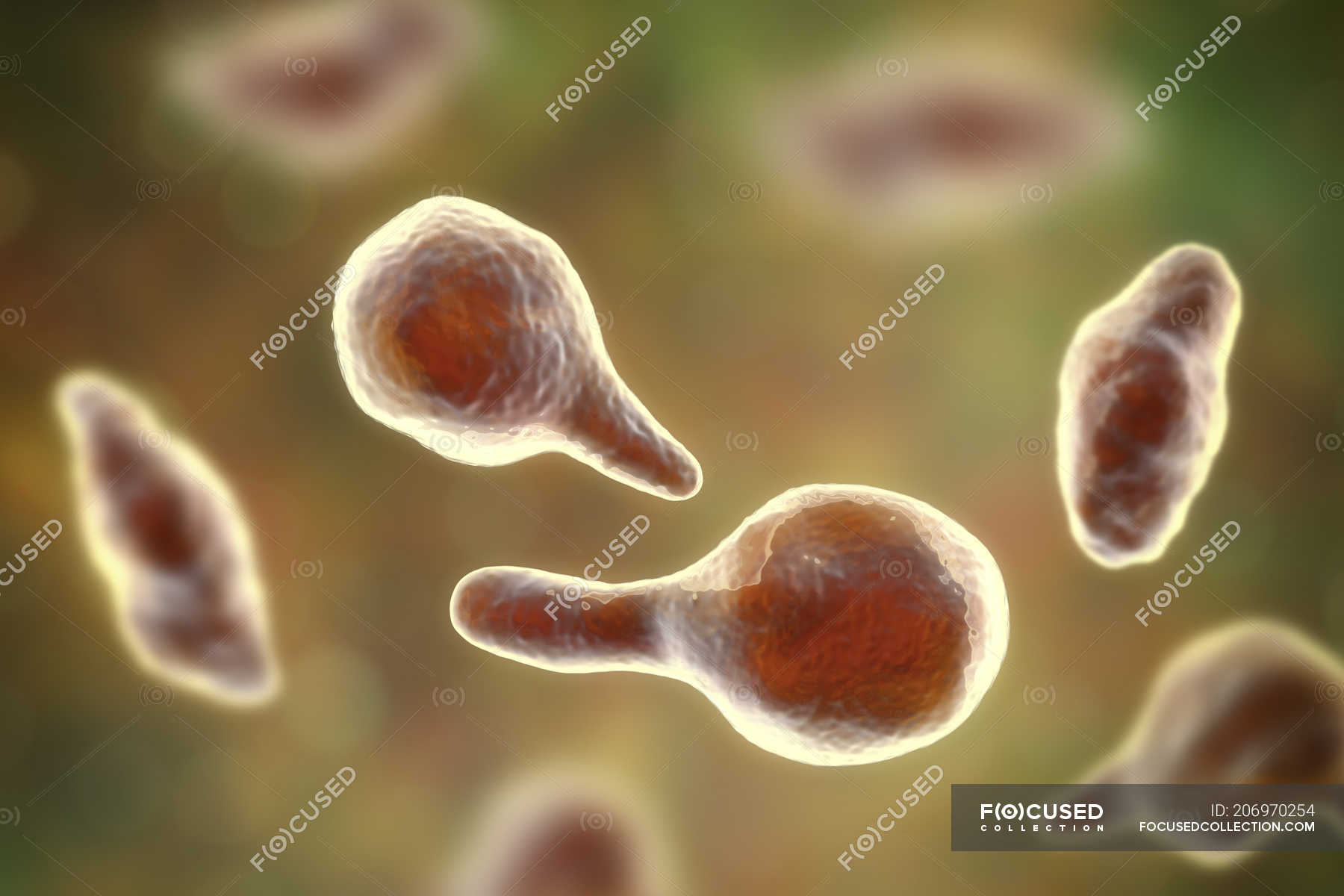 mycoplasma genitalium urethritis mycoplasma genitalium urethritis