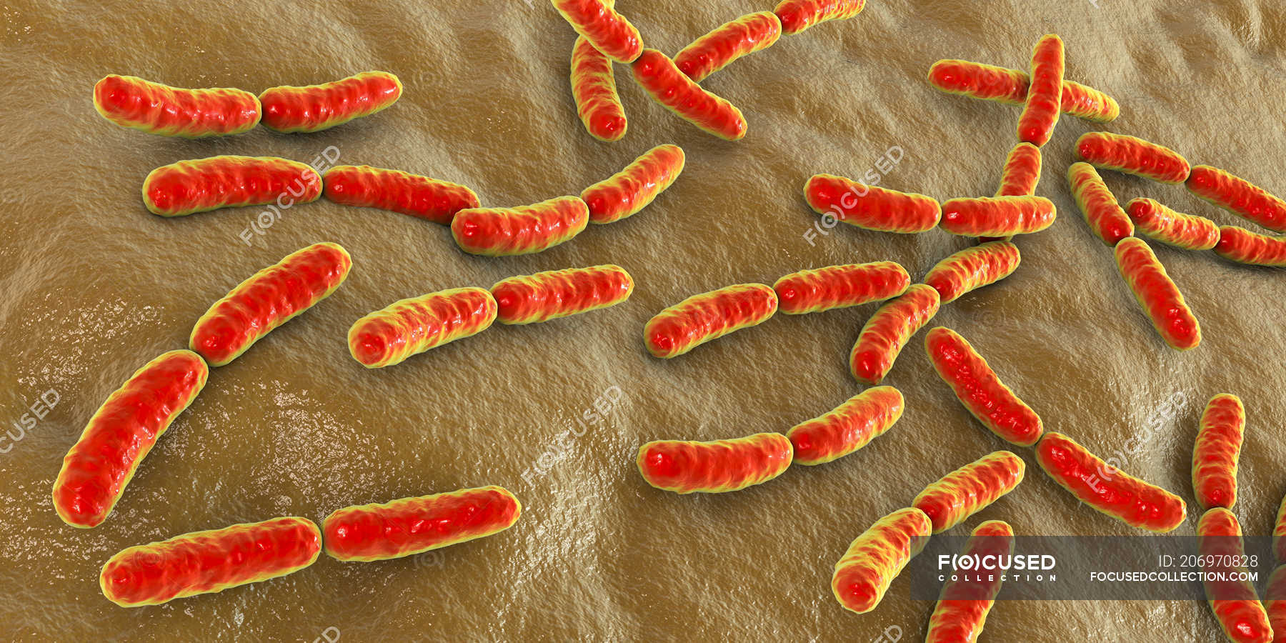 Colored Lactobacillus bacteria of human small intestine microbiome