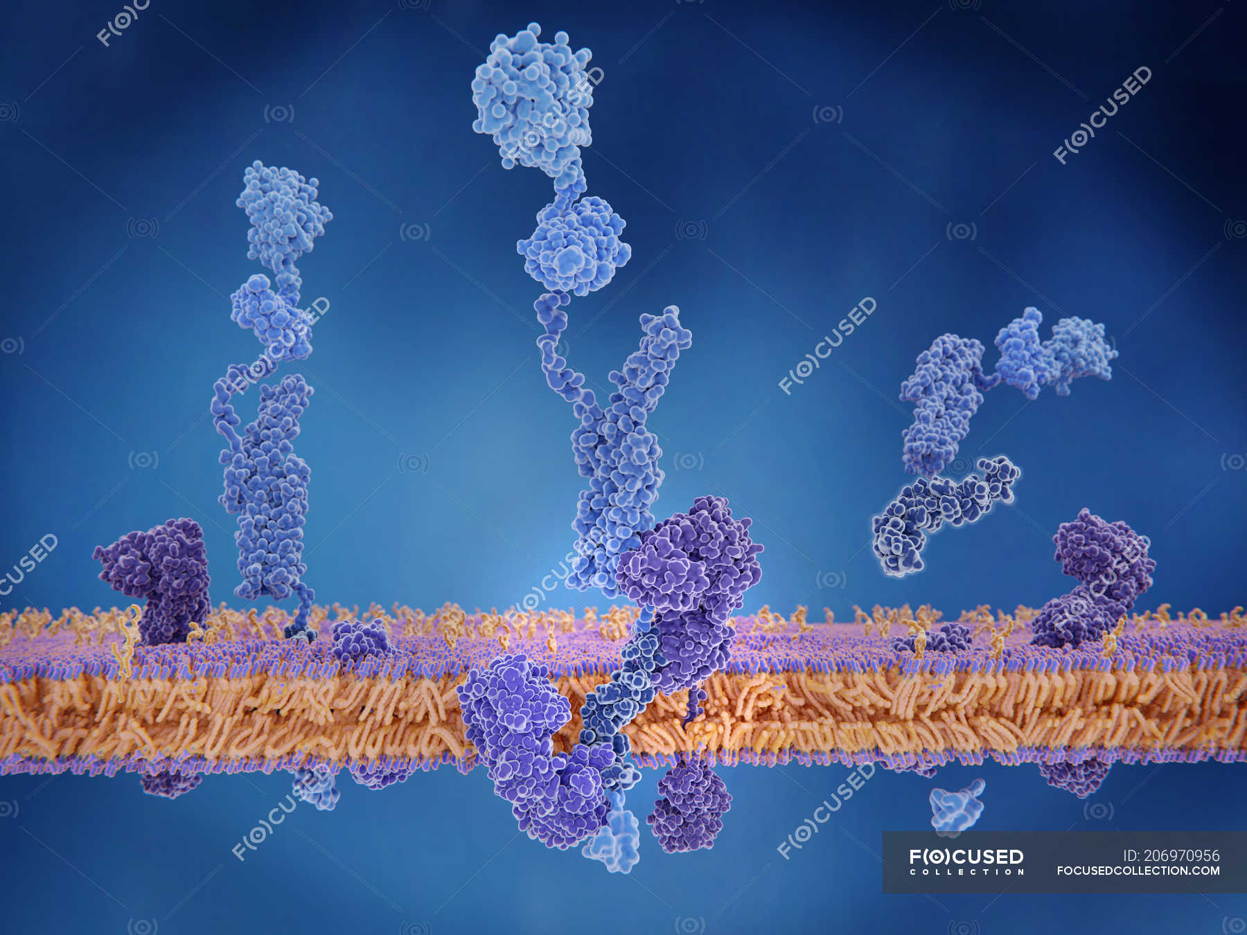 amyloid-vorl-uferprotein-der-zellmembran-digitale-illustration