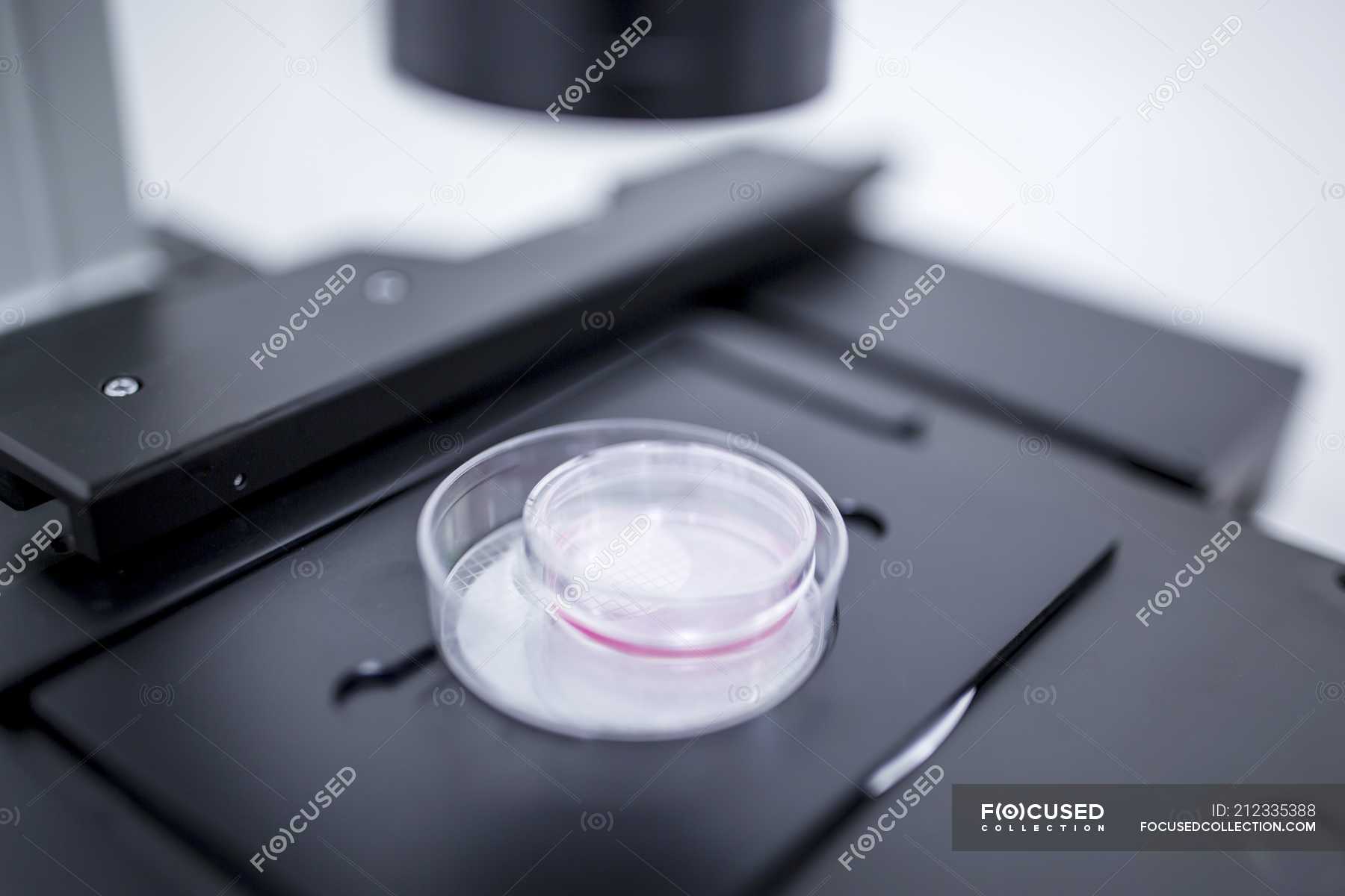 Examining cultured cells under microscope, close-up. — lab, nobody ...