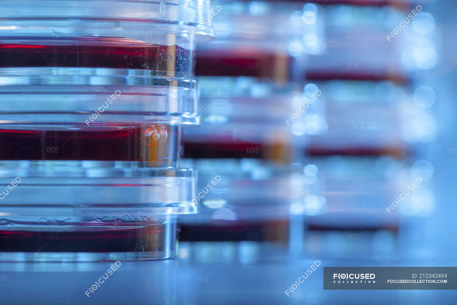 Closeup of stacked Petri dishes with agar for microbiology research