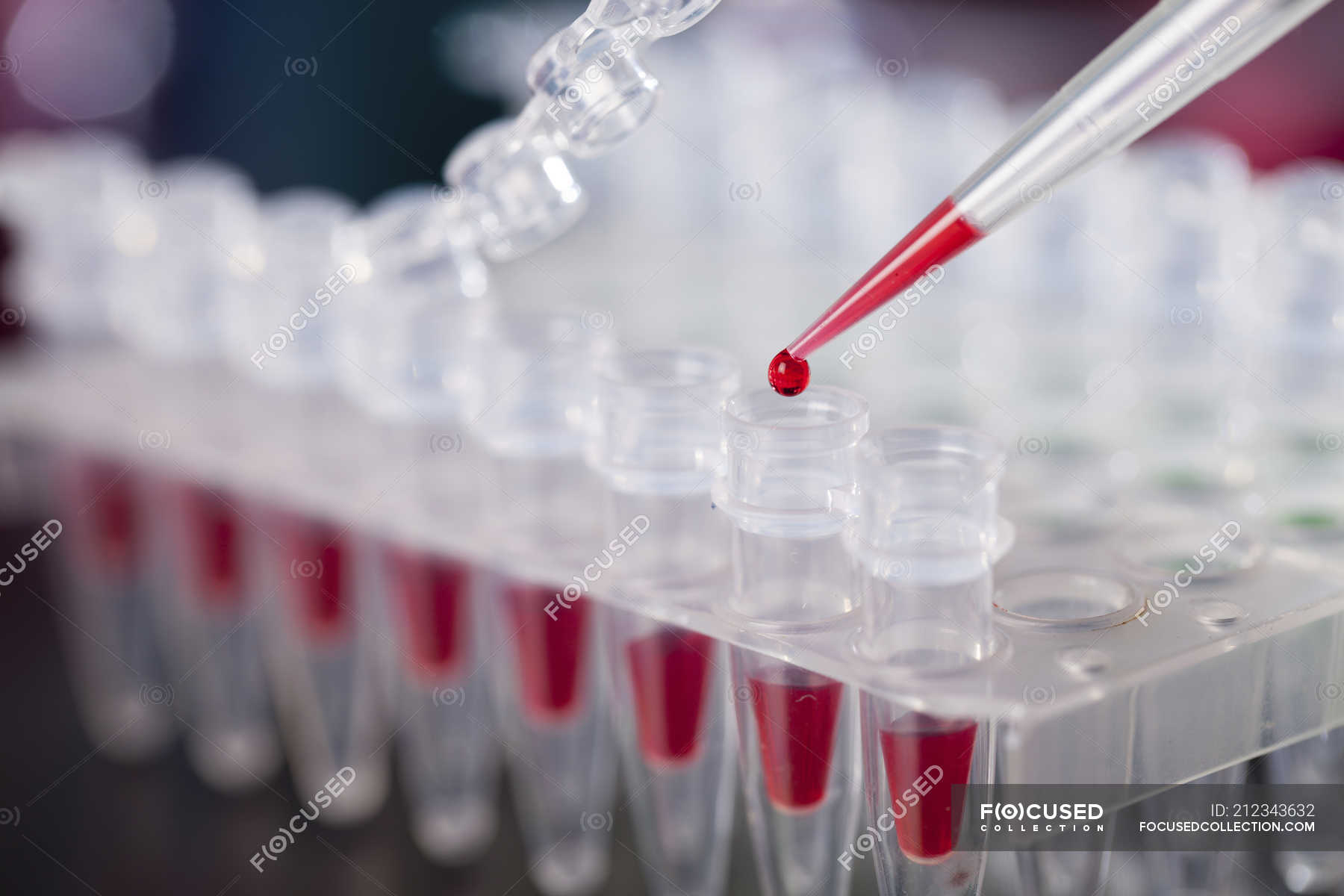 Closeup of pipetting blood sample into microcentrifuge tubes
