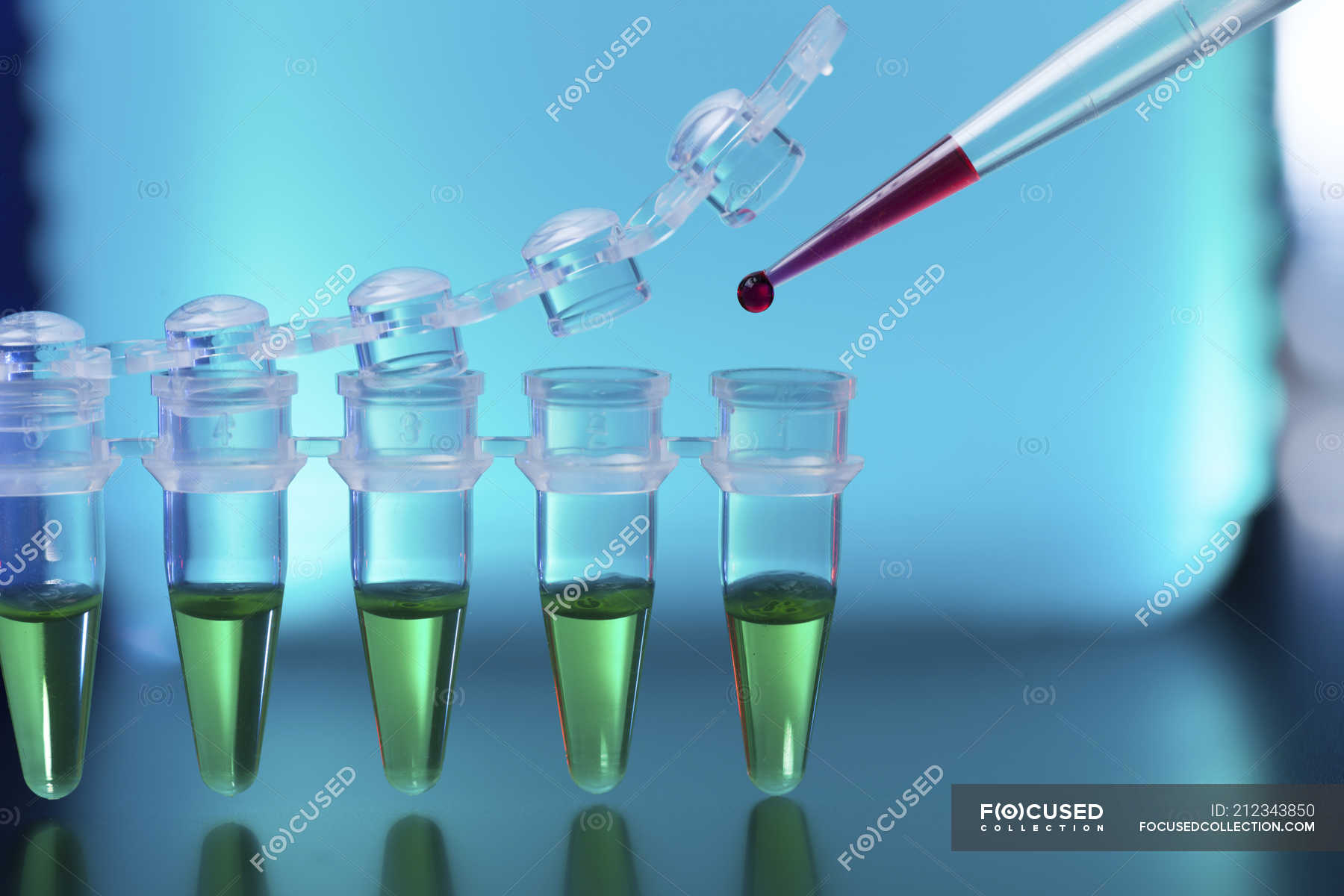 Closeup of pipetting blood sample into microcentrifuge tubes