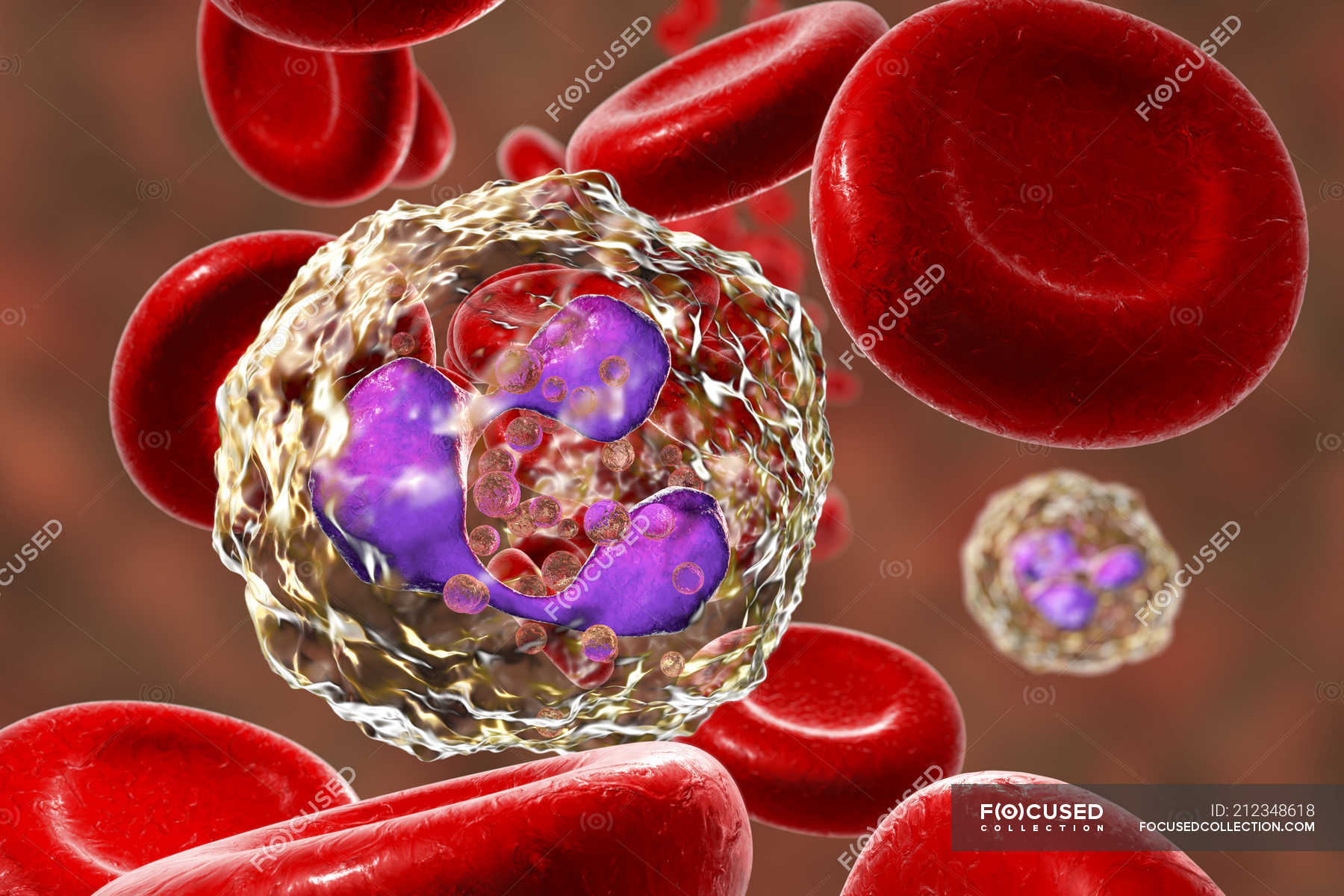 neutrophil-white-blood-cell-in-blood-digital-artwork-immunological