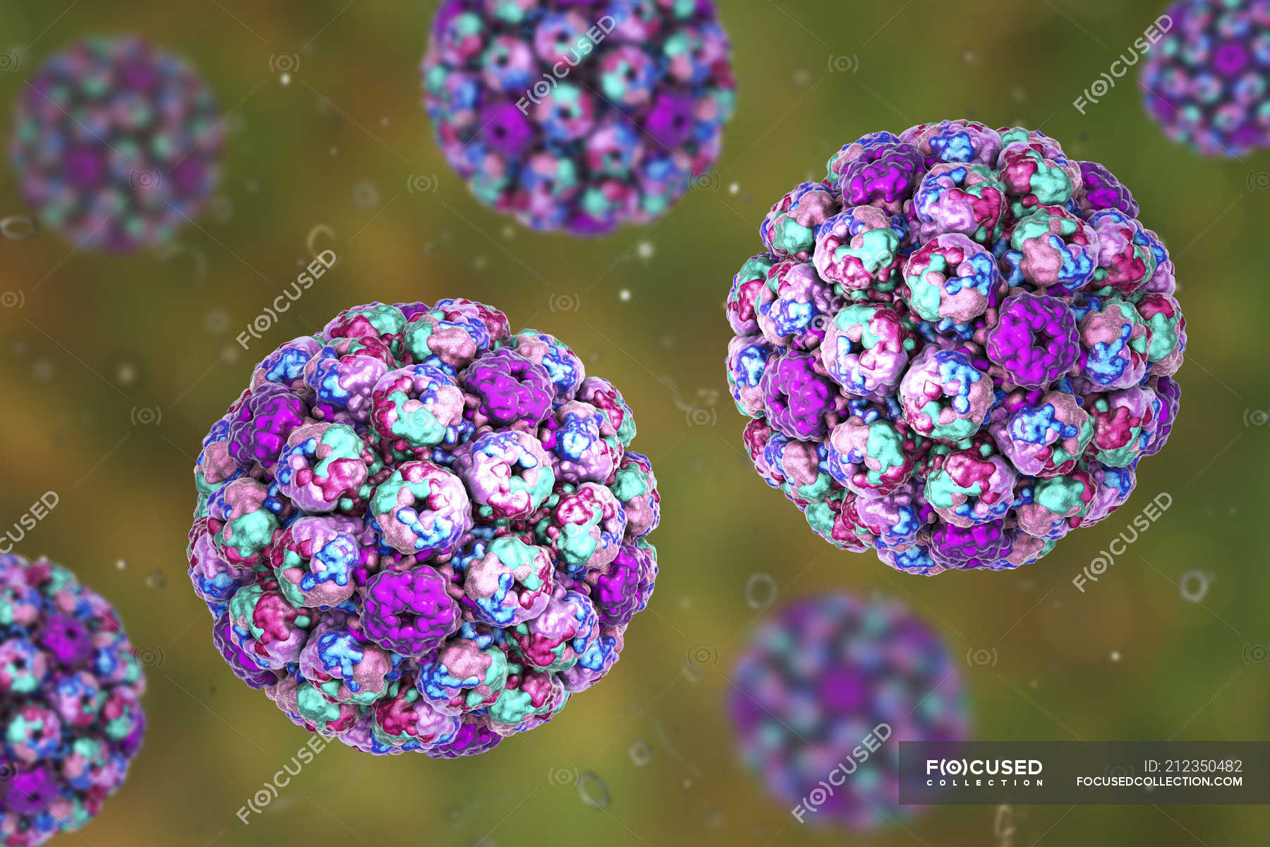 Digital illustration of capsids of polyoma BK virus. — vacuolating ...